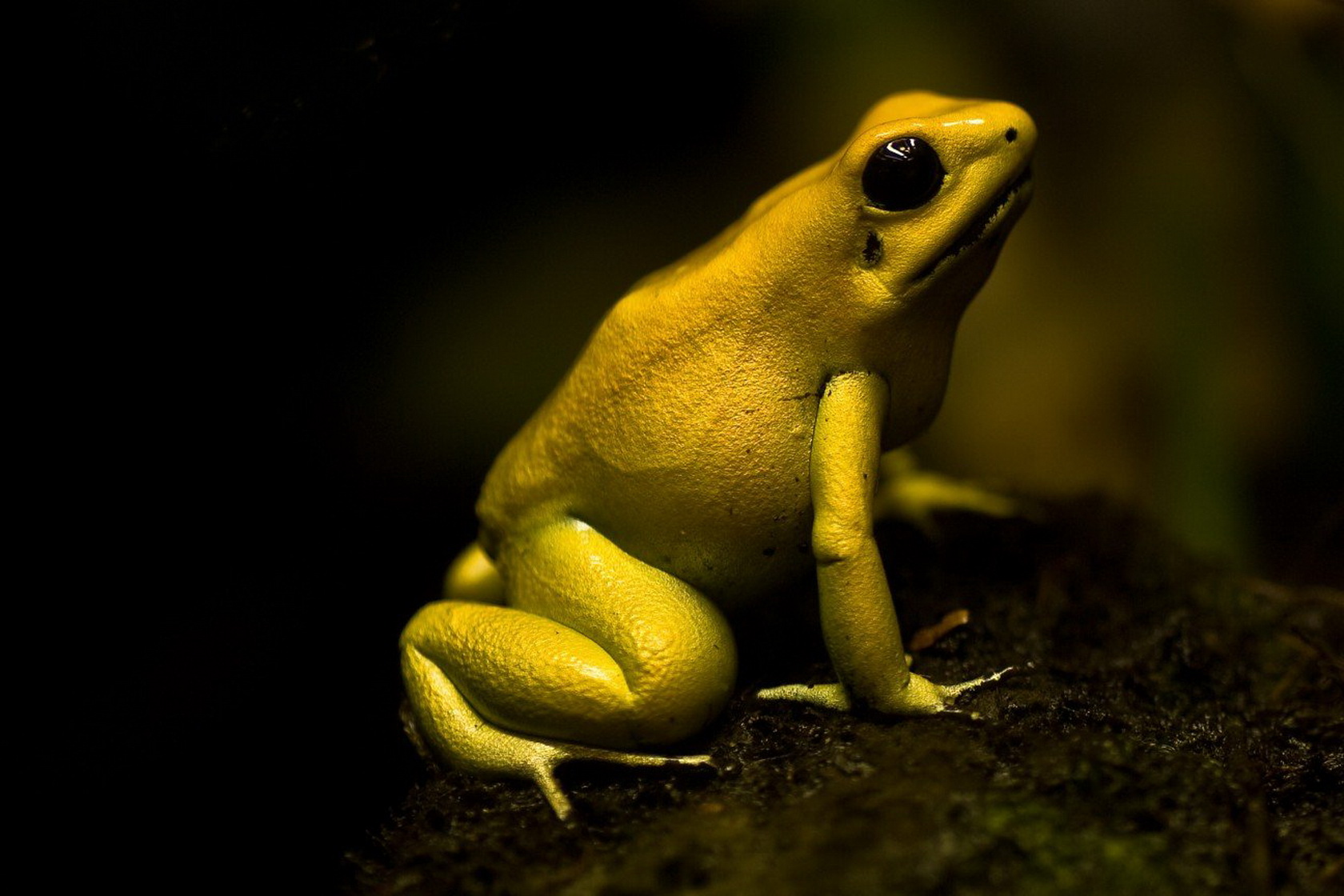 Download mobile wallpaper Poison Dart Frog, Frogs, Animal for free.