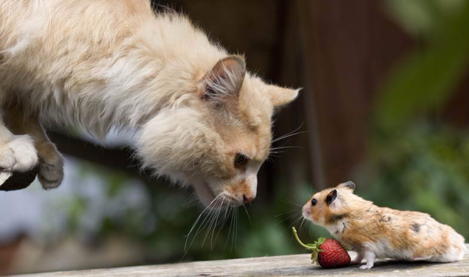 Laden Sie das Tiere, Katze, Süß, Maus-Bild kostenlos auf Ihren PC-Desktop herunter