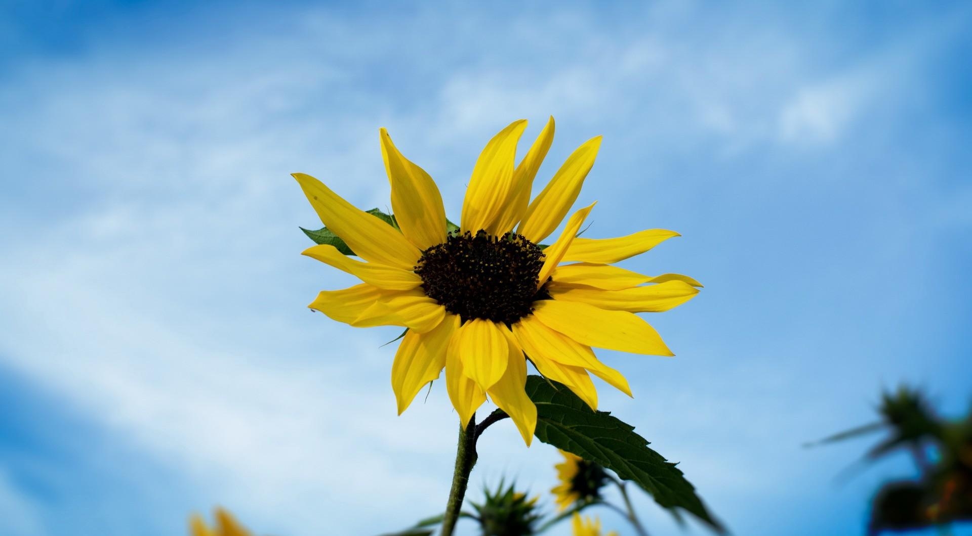 Download mobile wallpaper Field, Sky, Flowers, Smooth, Sunflower, Blur for free.