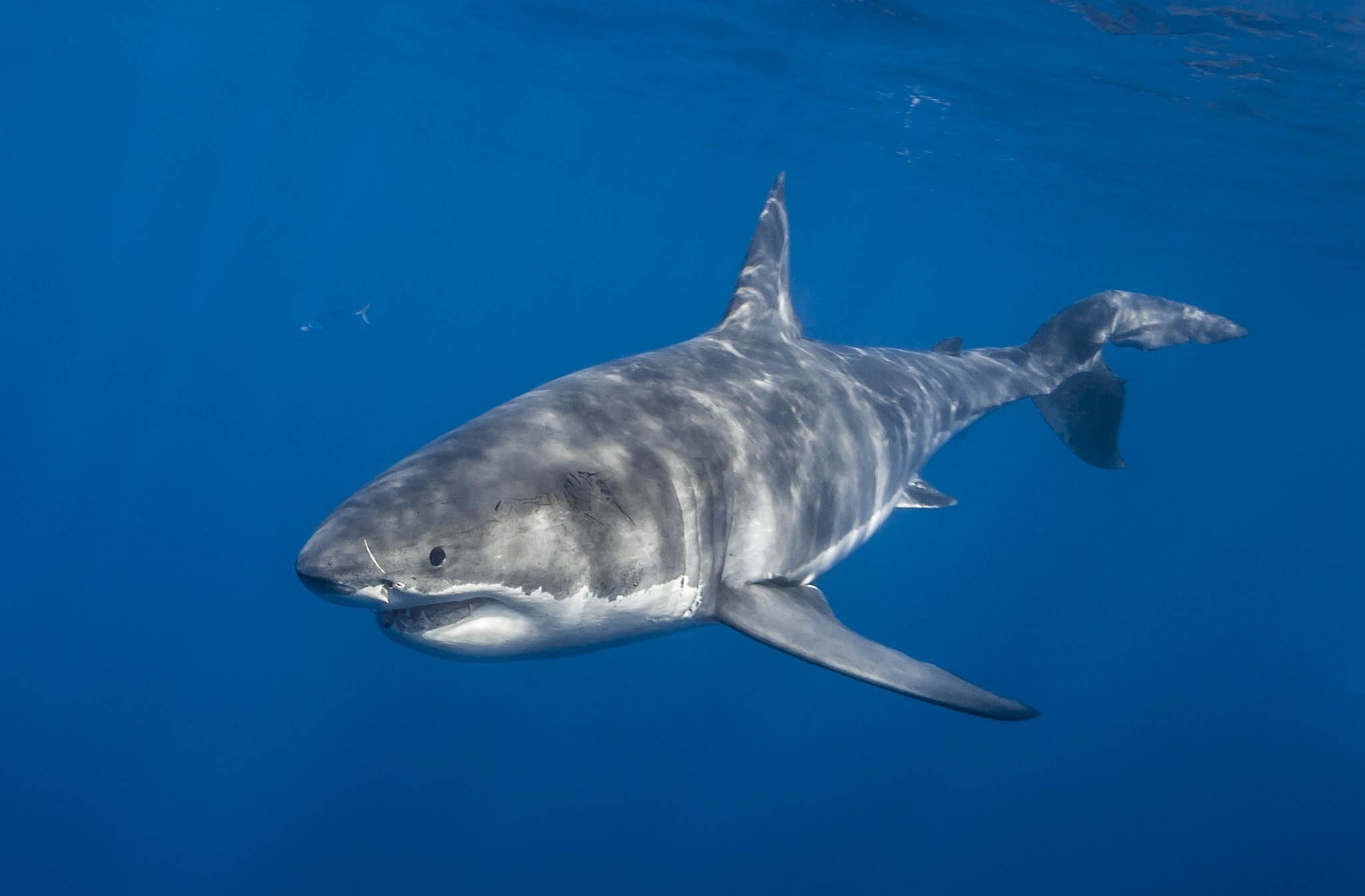 無料モバイル壁紙サメ, 鮫, 水中, 動物をダウンロードします。