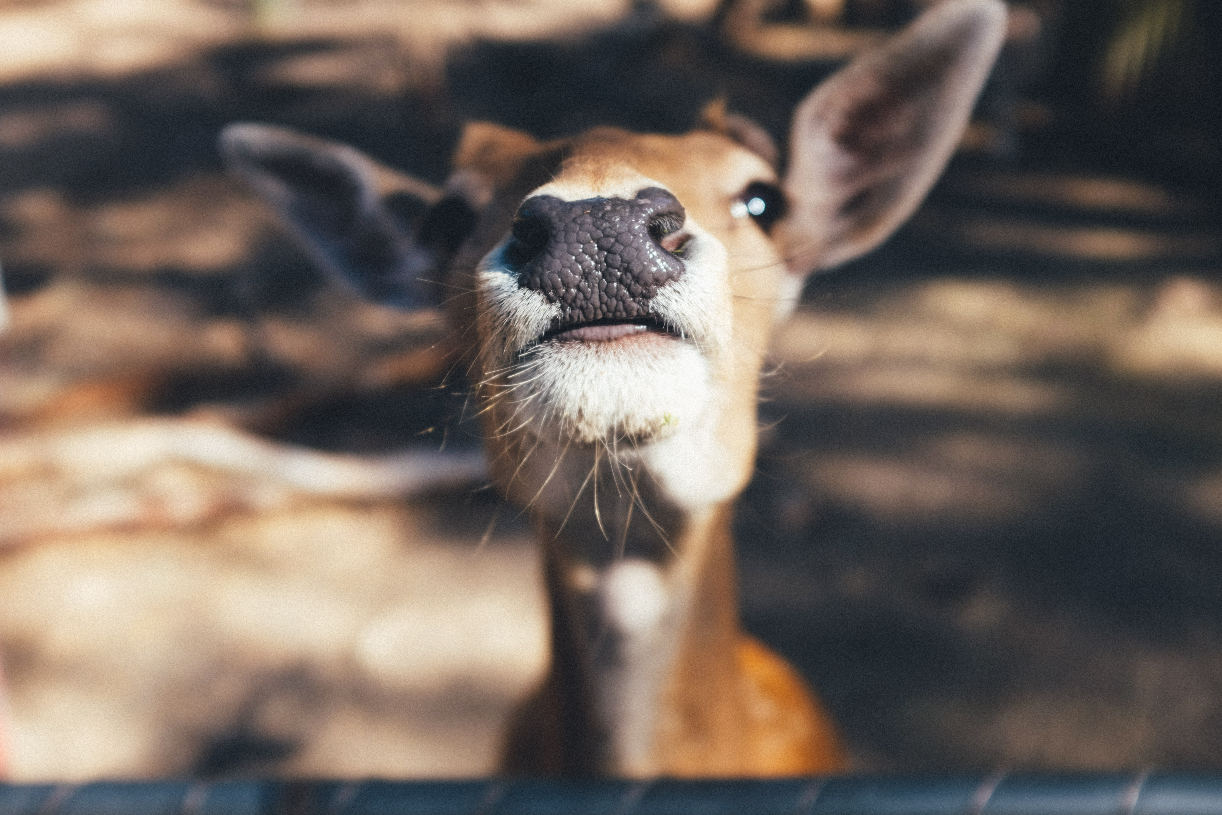 PCデスクトップに動物, 鹿画像を無料でダウンロード