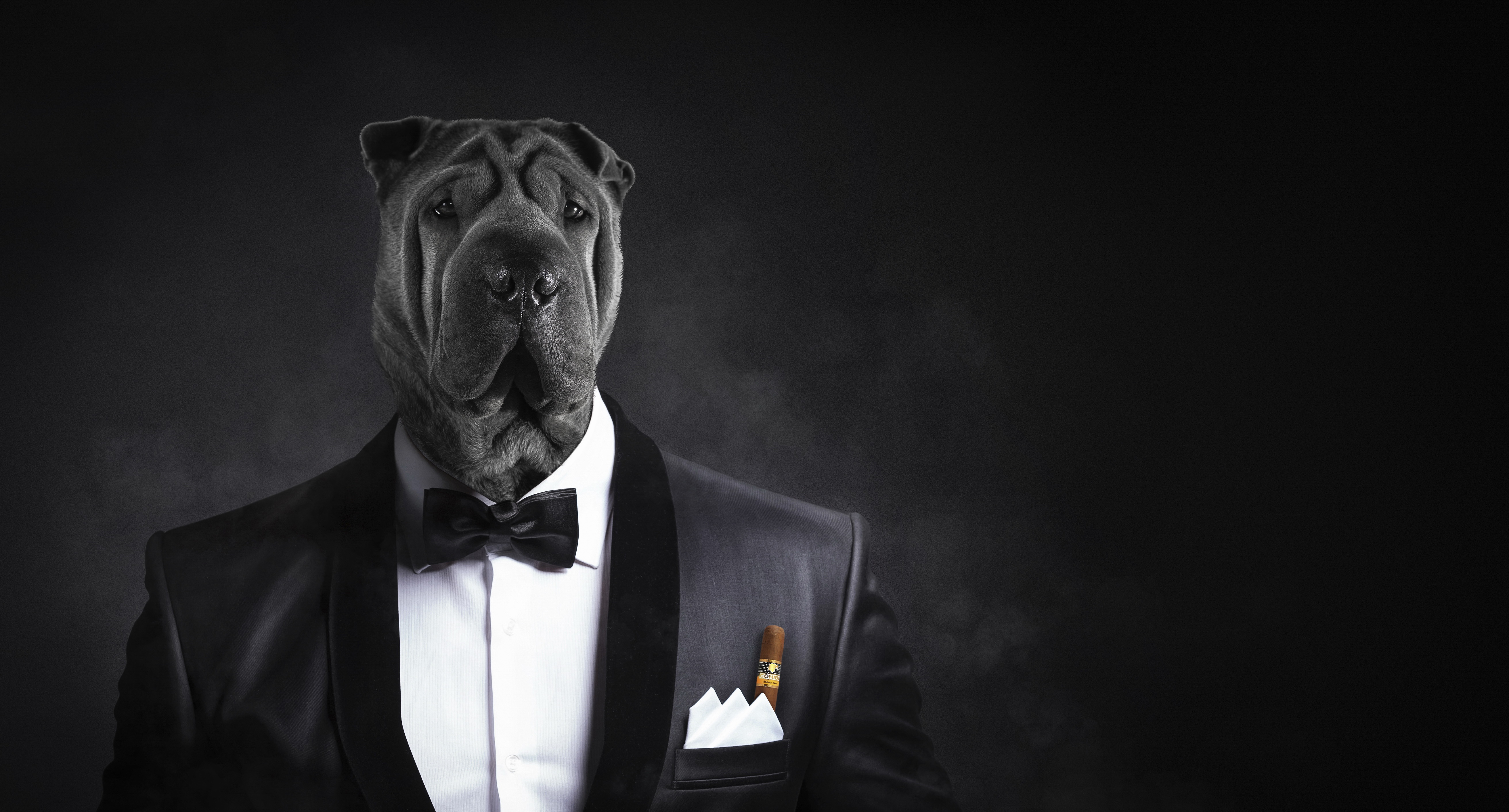 Free download wallpaper Dog, Muzzle, Suit, Humor on your PC desktop