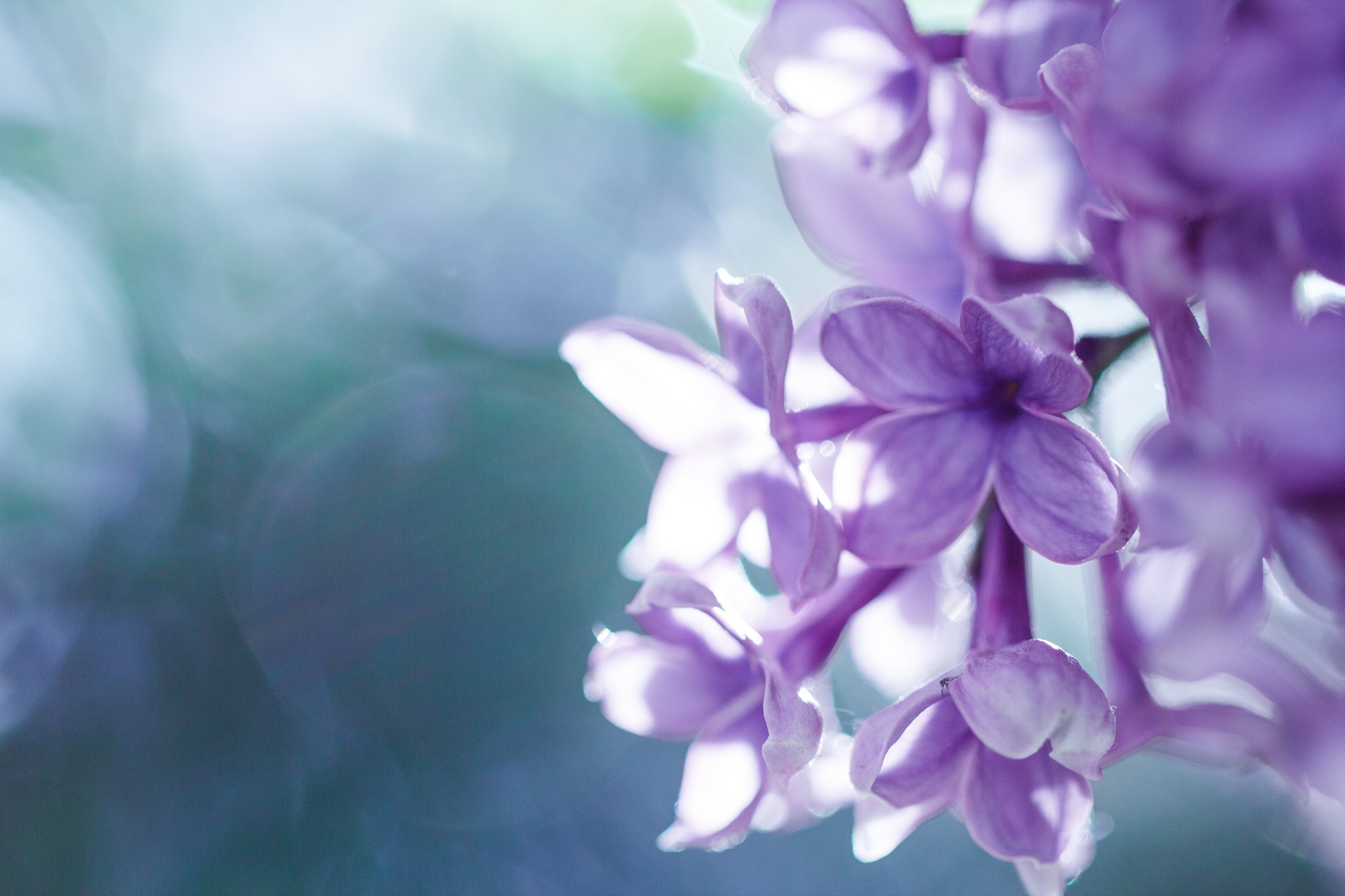 Download mobile wallpaper Smooth, Petals, Lilac, Macro, Blur for free.