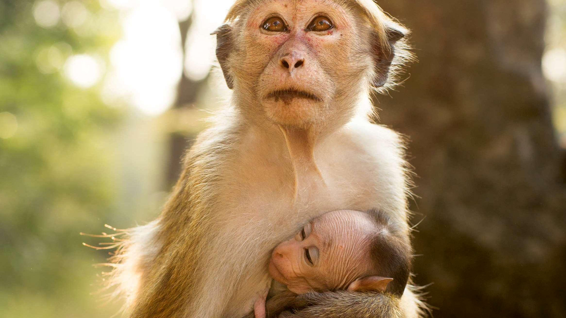 820707 descargar imagen películas, el reino de los monos, bebe animal, mono: fondos de pantalla y protectores de pantalla gratis