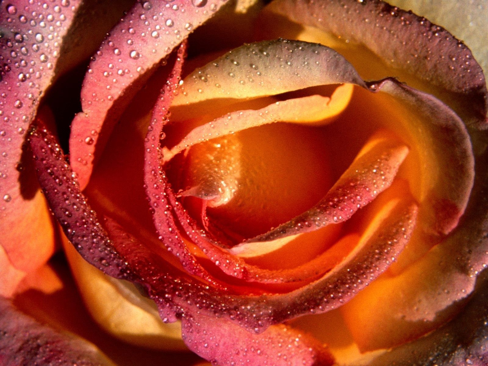 Téléchargez gratuitement l'image Drops, Fleur, Pétales, Une Rose, Macro, Rose sur le bureau de votre PC