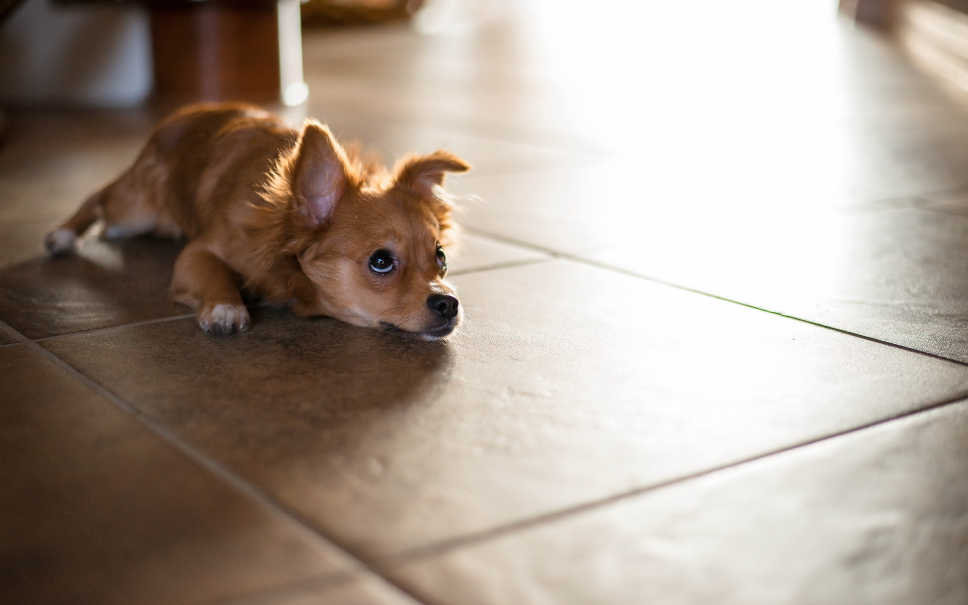 Téléchargez gratuitement l'image Animaux, Chien sur le bureau de votre PC