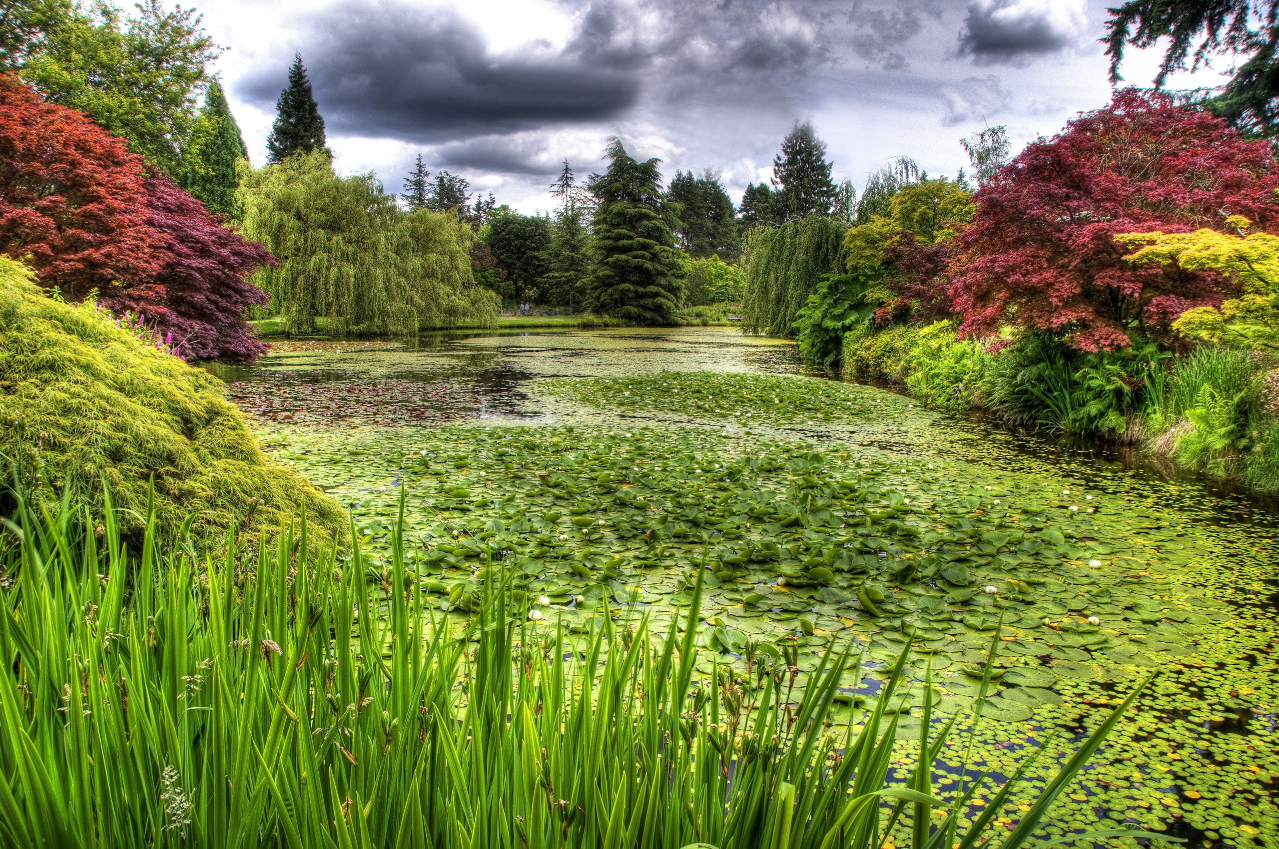 nature, clouds, water lilies, vegetation, mainly cloudy, overcast, pond
