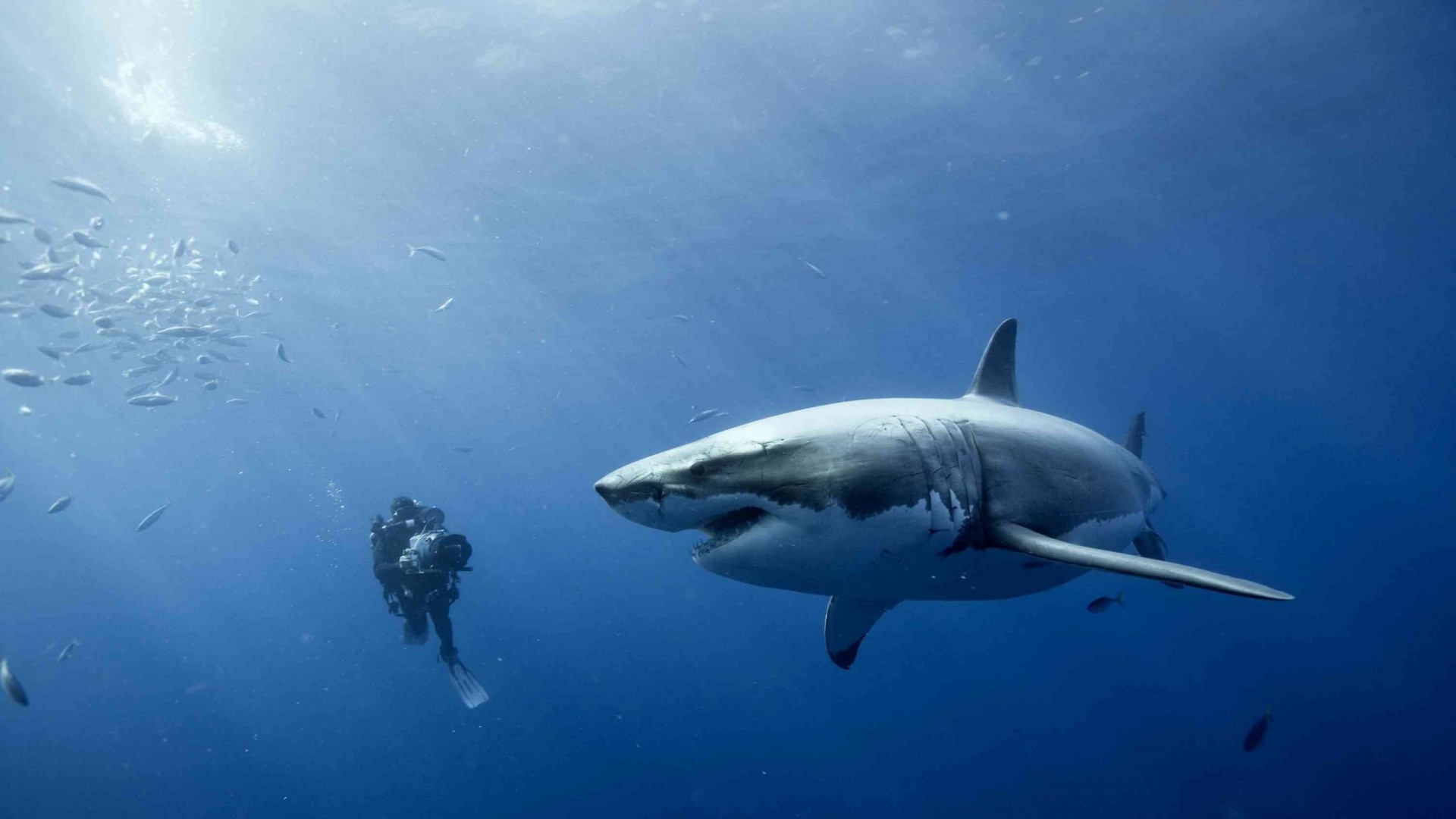 201411 descargar imagen animales, tiburón, tiburones: fondos de pantalla y protectores de pantalla gratis