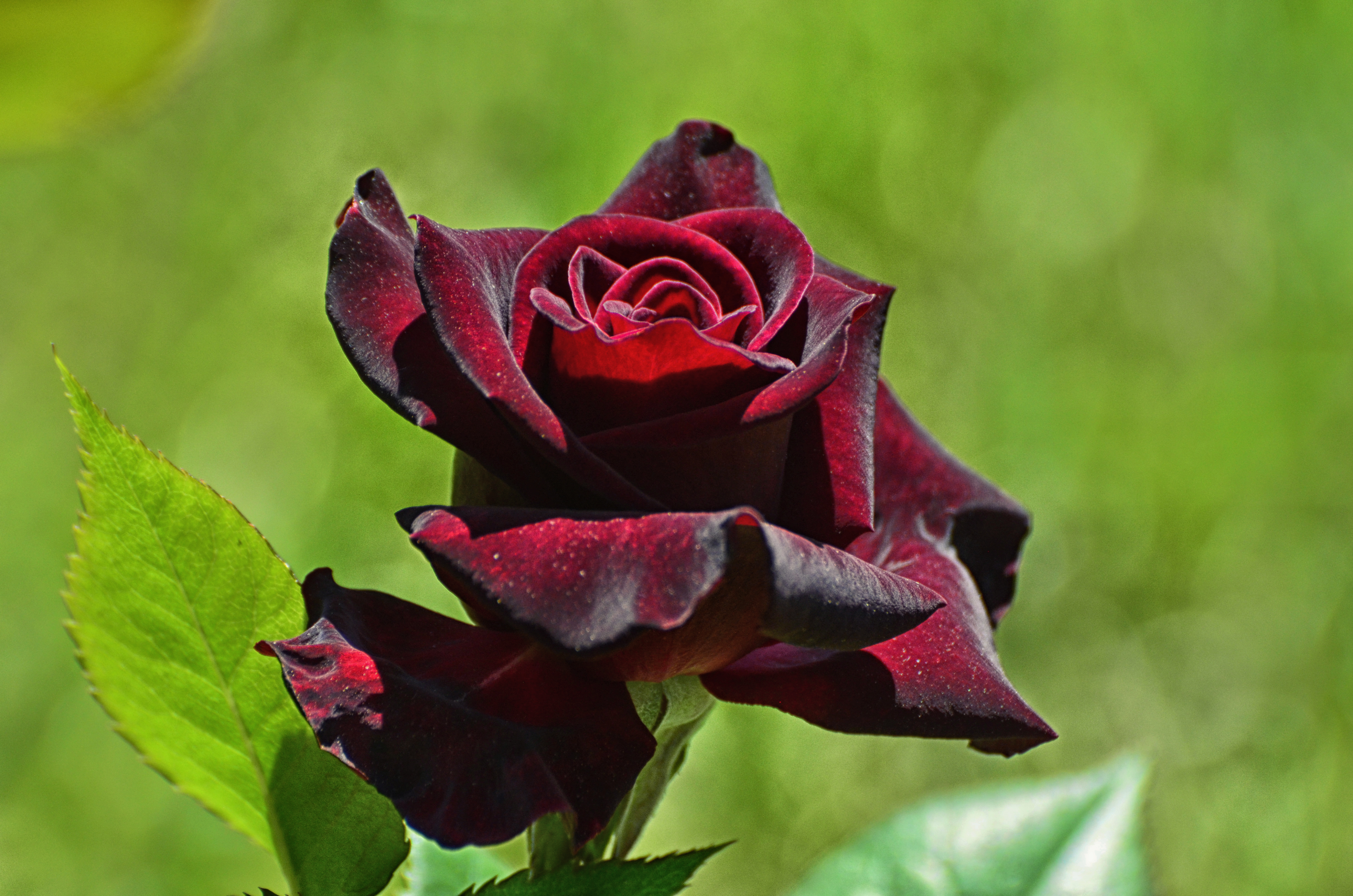 Téléchargez gratuitement l'image Fleurs, Rose, Macro, Rose Rouge, Terre/nature sur le bureau de votre PC