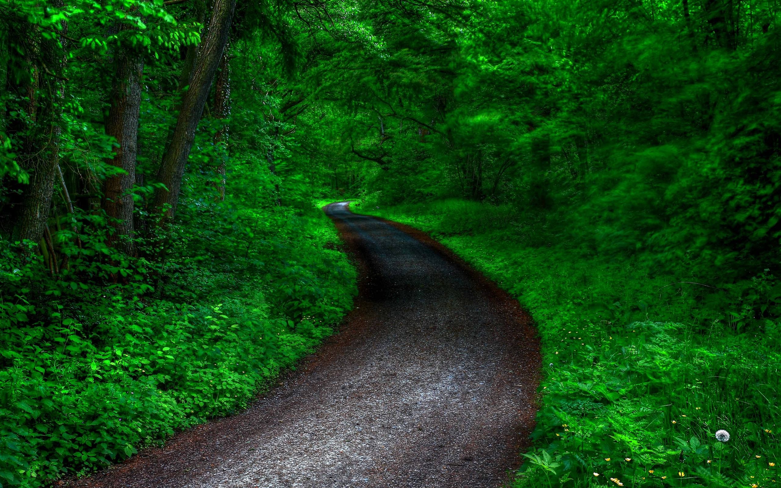 Download mobile wallpaper Forest, Path, Man Made for free.