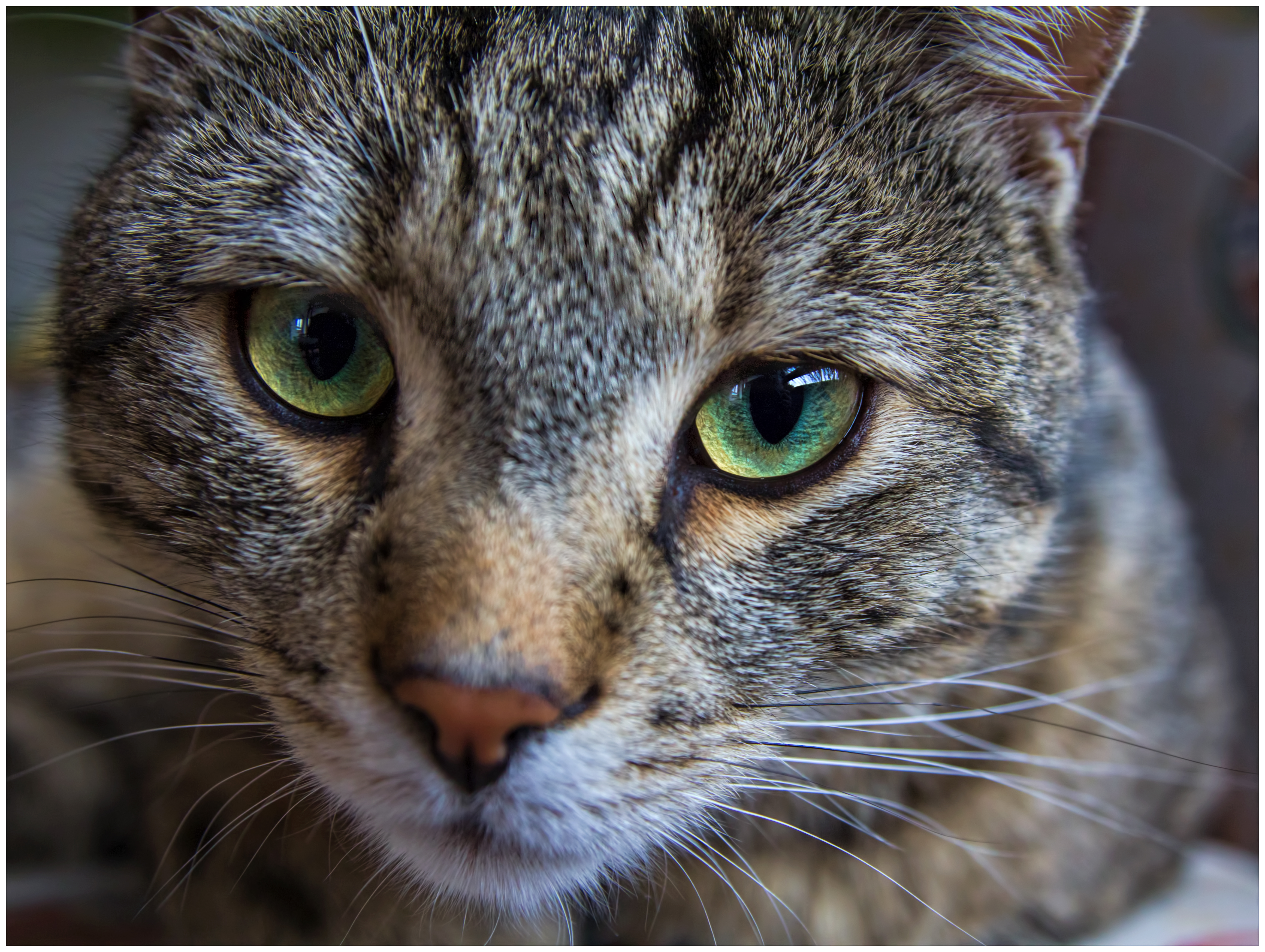 357759 скачать обои животные, кошка, крупный план, шерсть, зеленые глаза, усы, кошки - заставки и картинки бесплатно