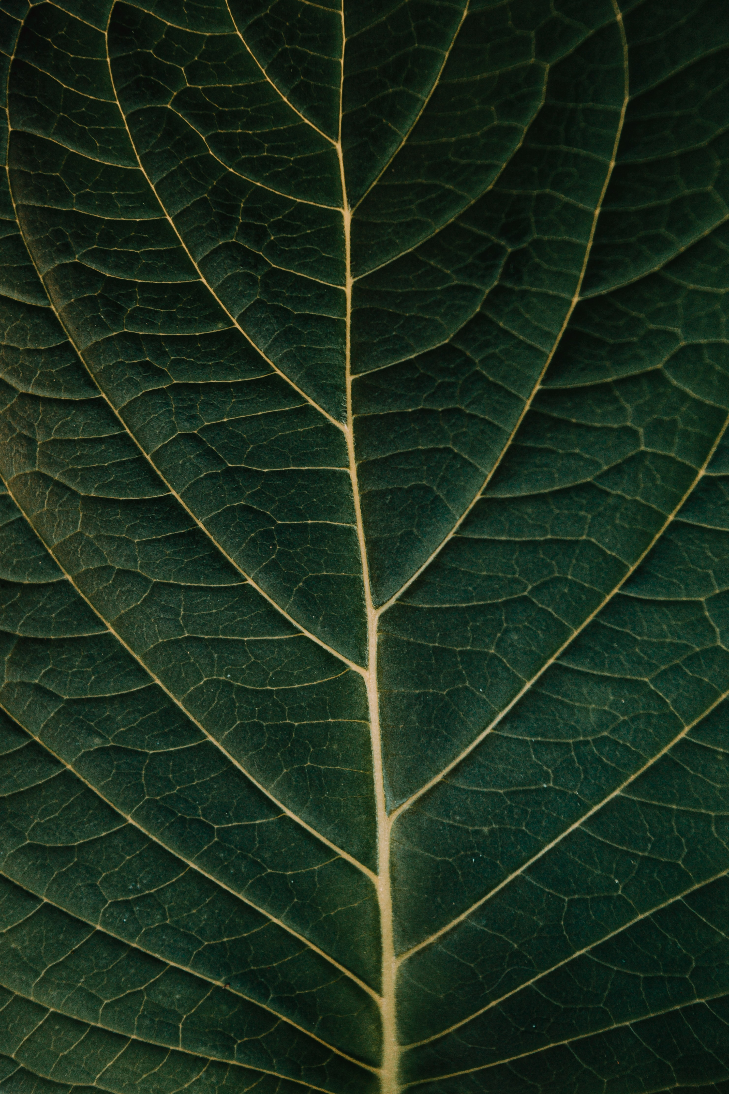 plant, macro, sheet, leaf, veins 4K, Ultra HD