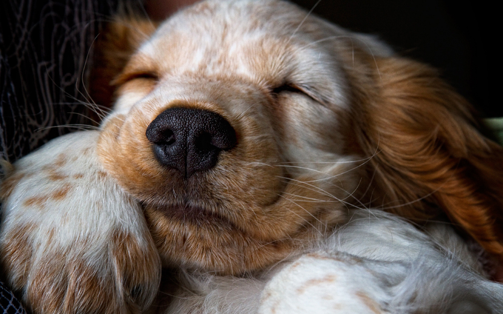 Téléchargez des papiers peints mobile Animaux, Chien gratuitement.