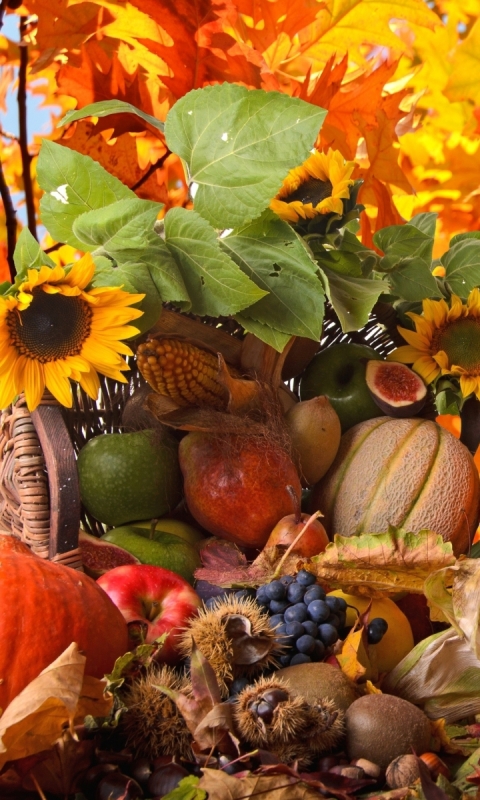 Handy-Wallpaper Feiertage, Natur, Herbst, Blume, Blatt, Jahreszeit, Erntedankfest kostenlos herunterladen.