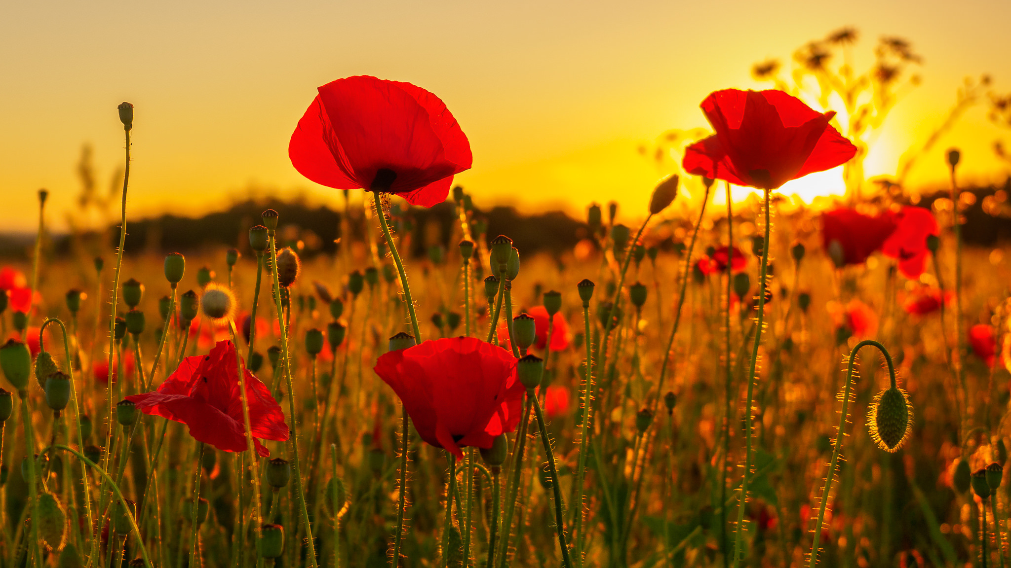 Descarga gratis la imagen Naturaleza, Flores, Verano, Flor, Amapola, Atardecer, Flor Roja, Tierra/naturaleza en el escritorio de tu PC