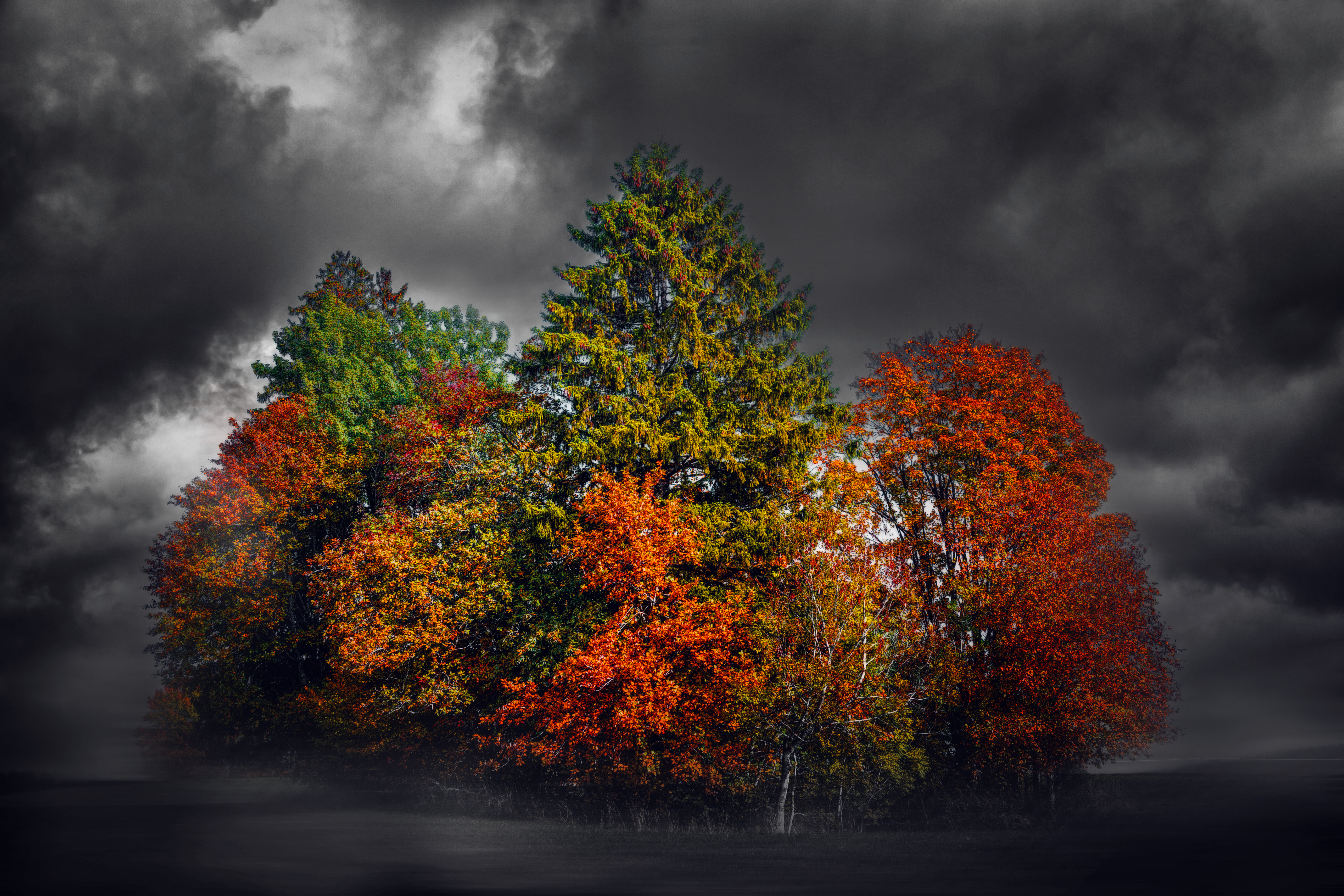 Baixe gratuitamente a imagem Natureza, Outono, Floresta, Árvore, Terra/natureza na área de trabalho do seu PC