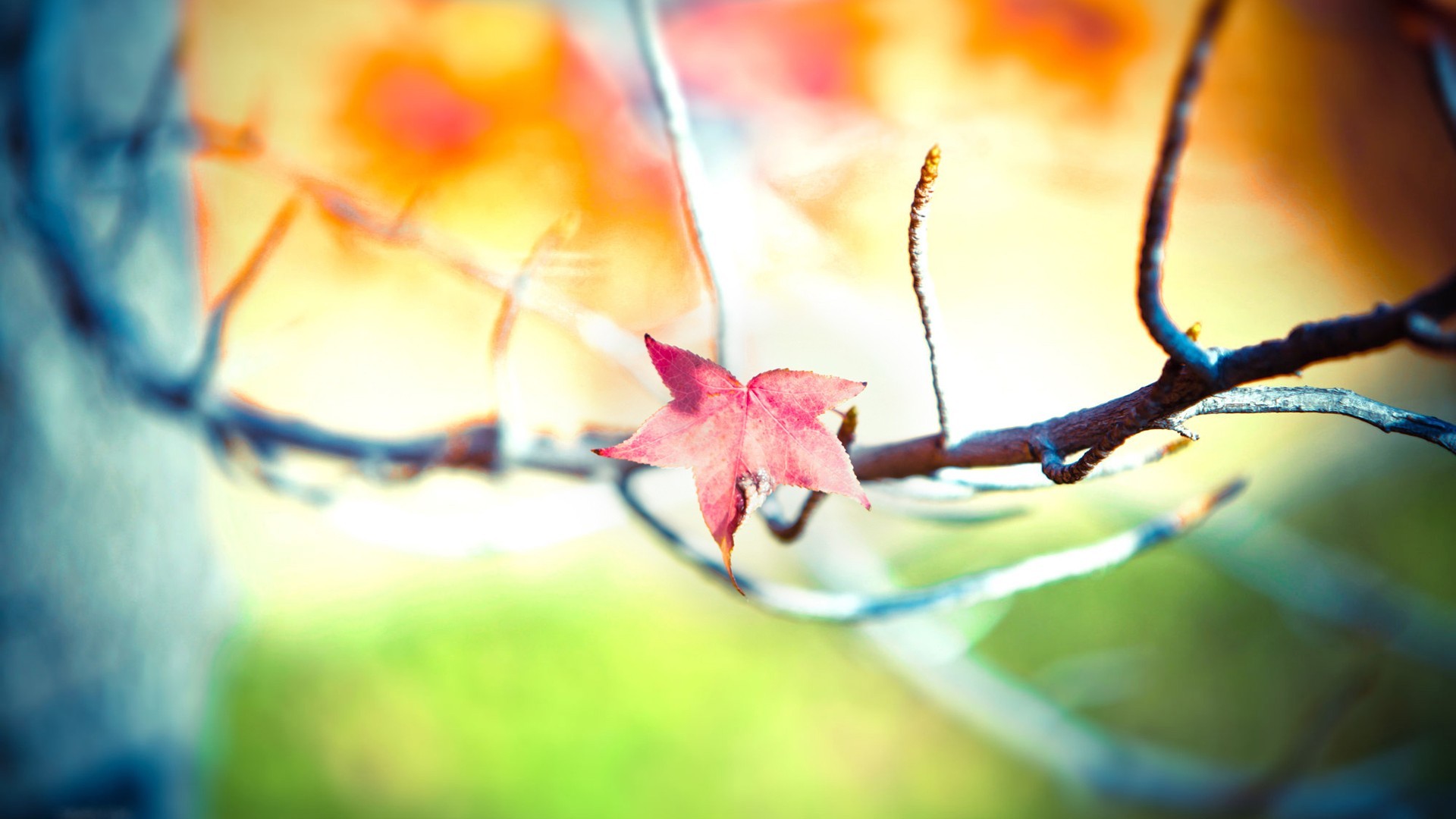 Free download wallpaper Trees, Leaves, Plants on your PC desktop