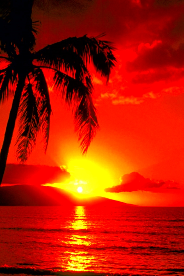 Download mobile wallpaper Sunset, Sky, Sun, Silhouette, Ocean, Earth, Tropics, Tropical, Cloud, Orange (Color), Palm Tree for free.