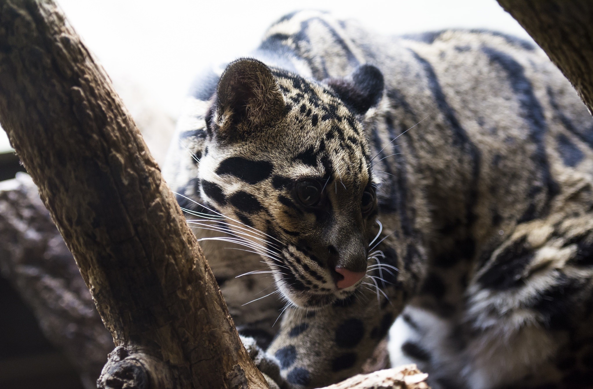 346549 baixar imagens animais, leopardo nebuloso, gatos - papéis de parede e protetores de tela gratuitamente