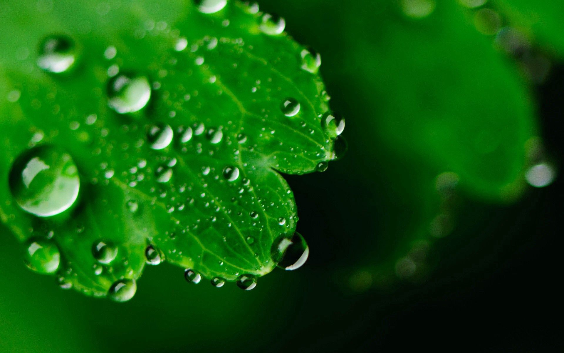Free download wallpaper Macro, Leaves, Drops, Surface, Carved, Background on your PC desktop