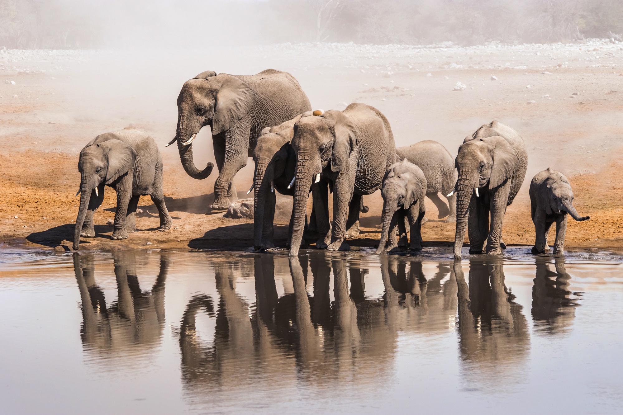 Free download wallpaper Elephants, Animal, African Bush Elephant on your PC desktop