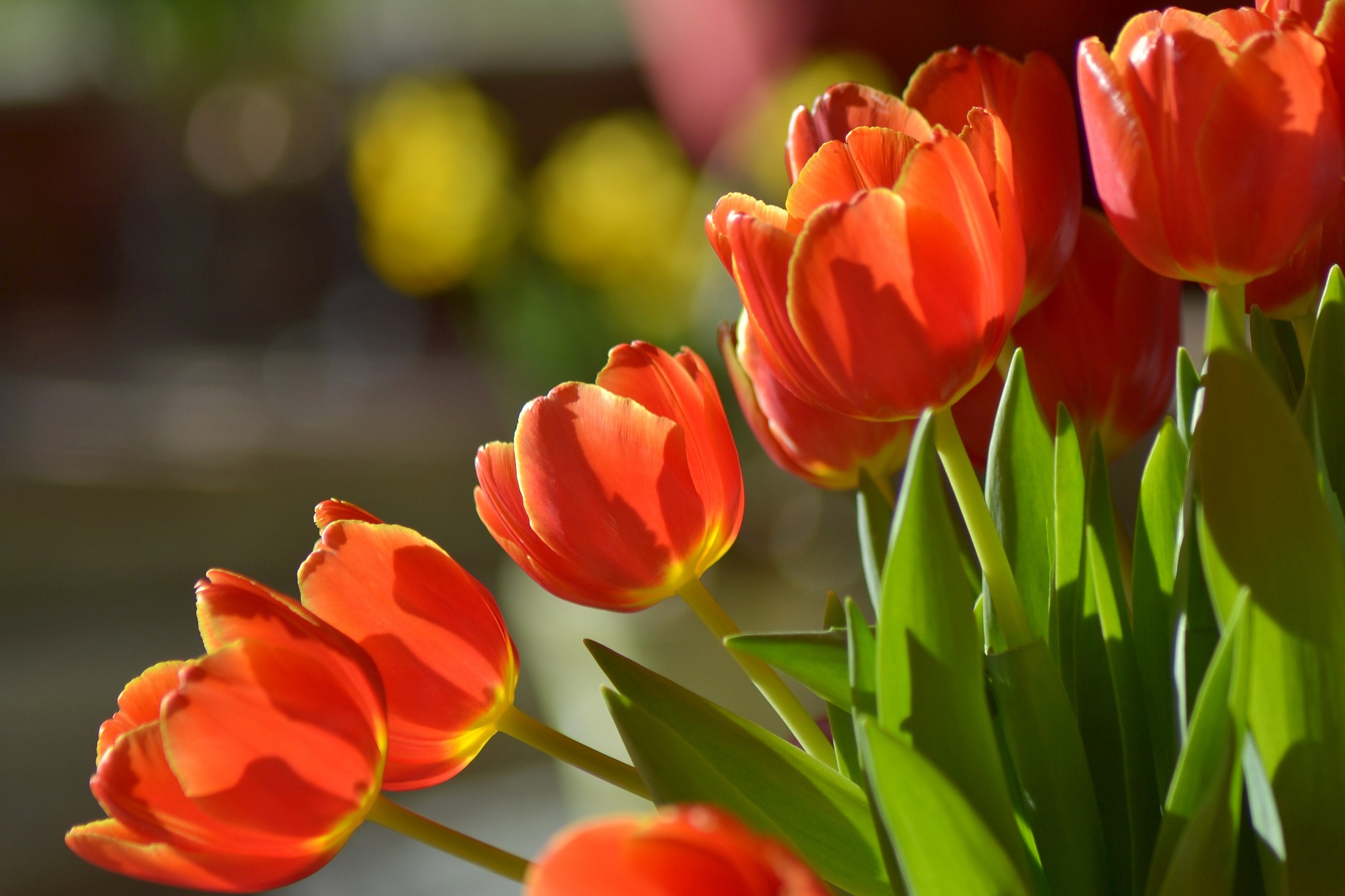 Скачати мобільні шпалери Квітка, Земля, Тюльпан, Апельсинова Квітка, Флауерзи безкоштовно.