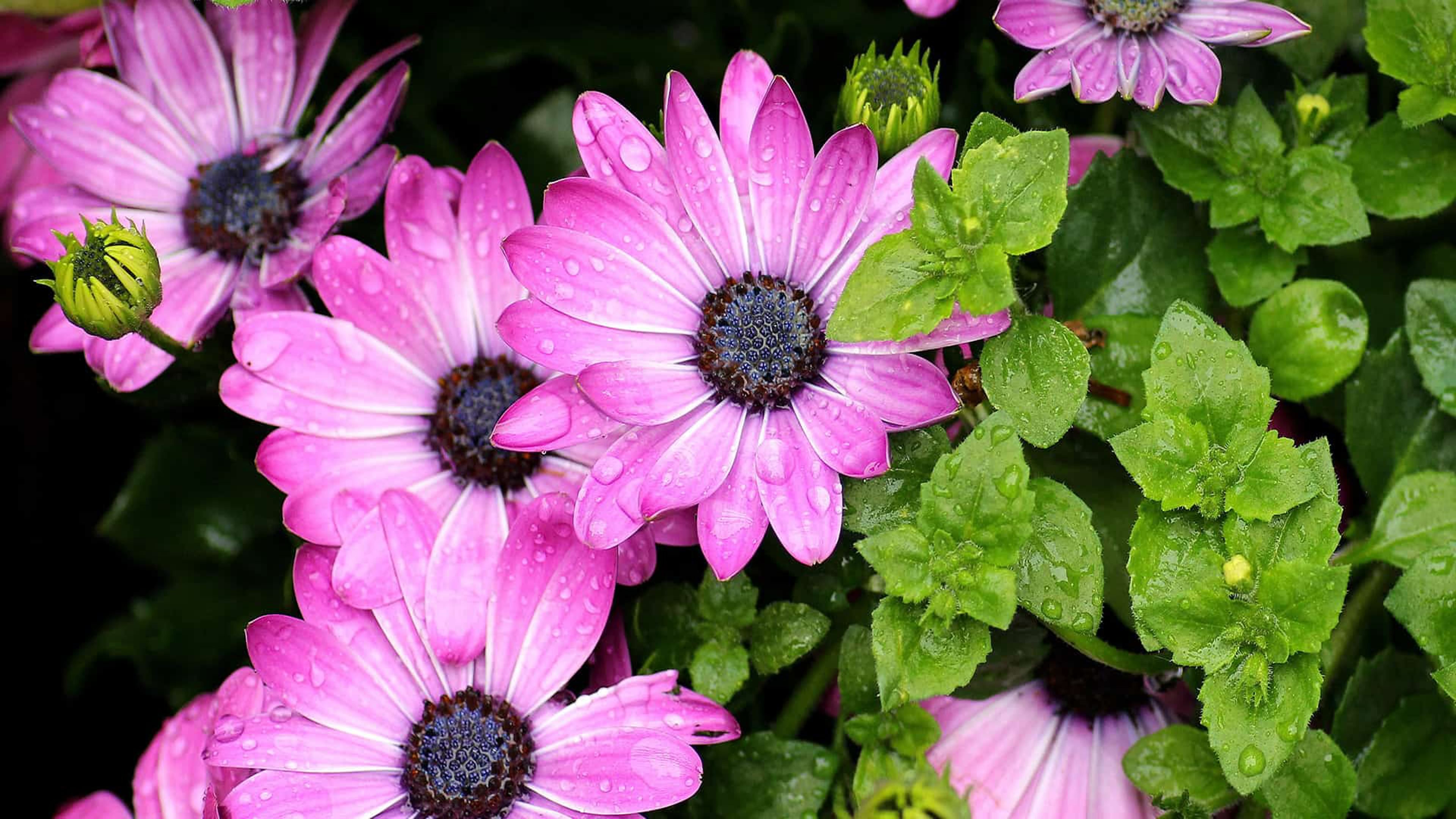 Free download wallpaper Nature, Flower, Earth, Daisy, African Daisy, Purple Flower on your PC desktop