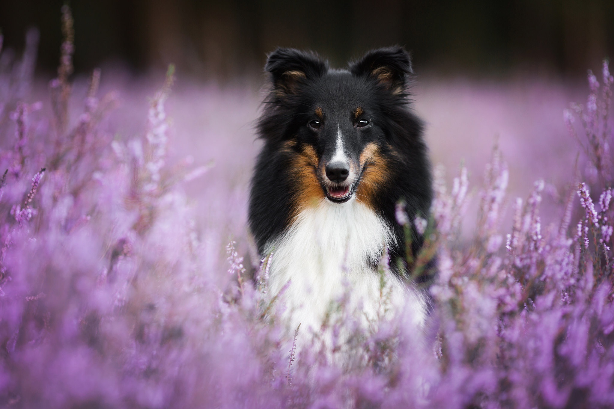 無料モバイル壁紙動物, 花, 犬, 紫色の花, シェットランド・シープドッグをダウンロードします。