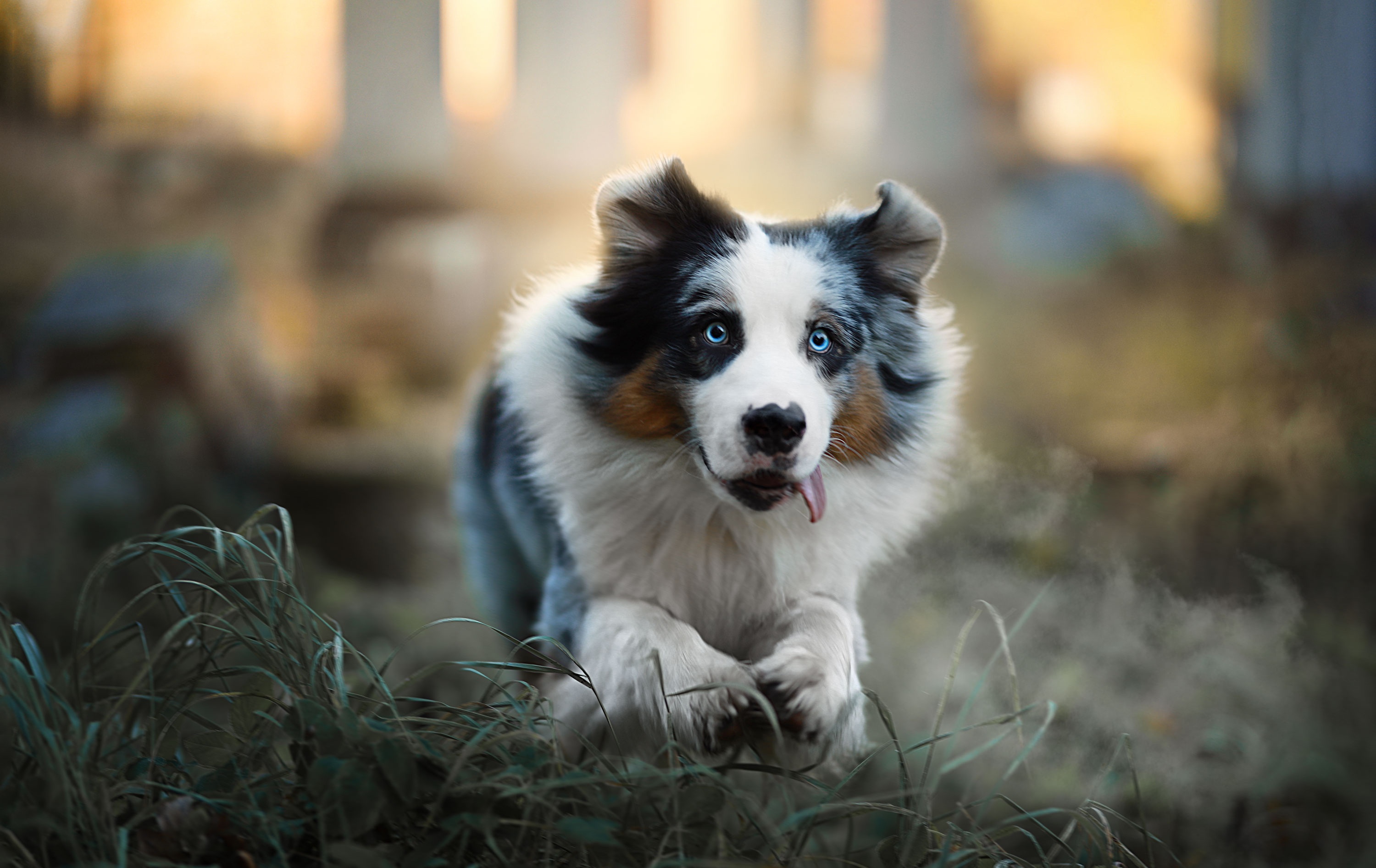 Free download wallpaper Dogs, Animal, Australian Shepherd on your PC desktop