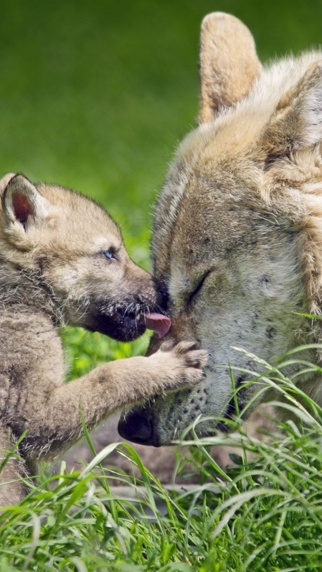 Download mobile wallpaper Grass, Love, Wolf, Animal, Baby Animal, Cub, Mexican Gray Wolf for free.