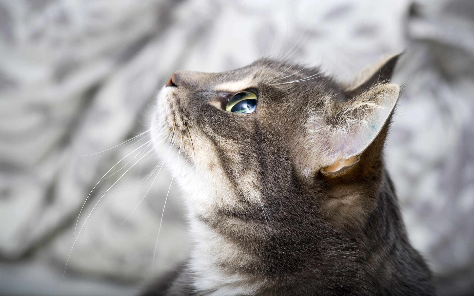 Baixe gratuitamente a imagem Animais, Gatos, Gato na área de trabalho do seu PC