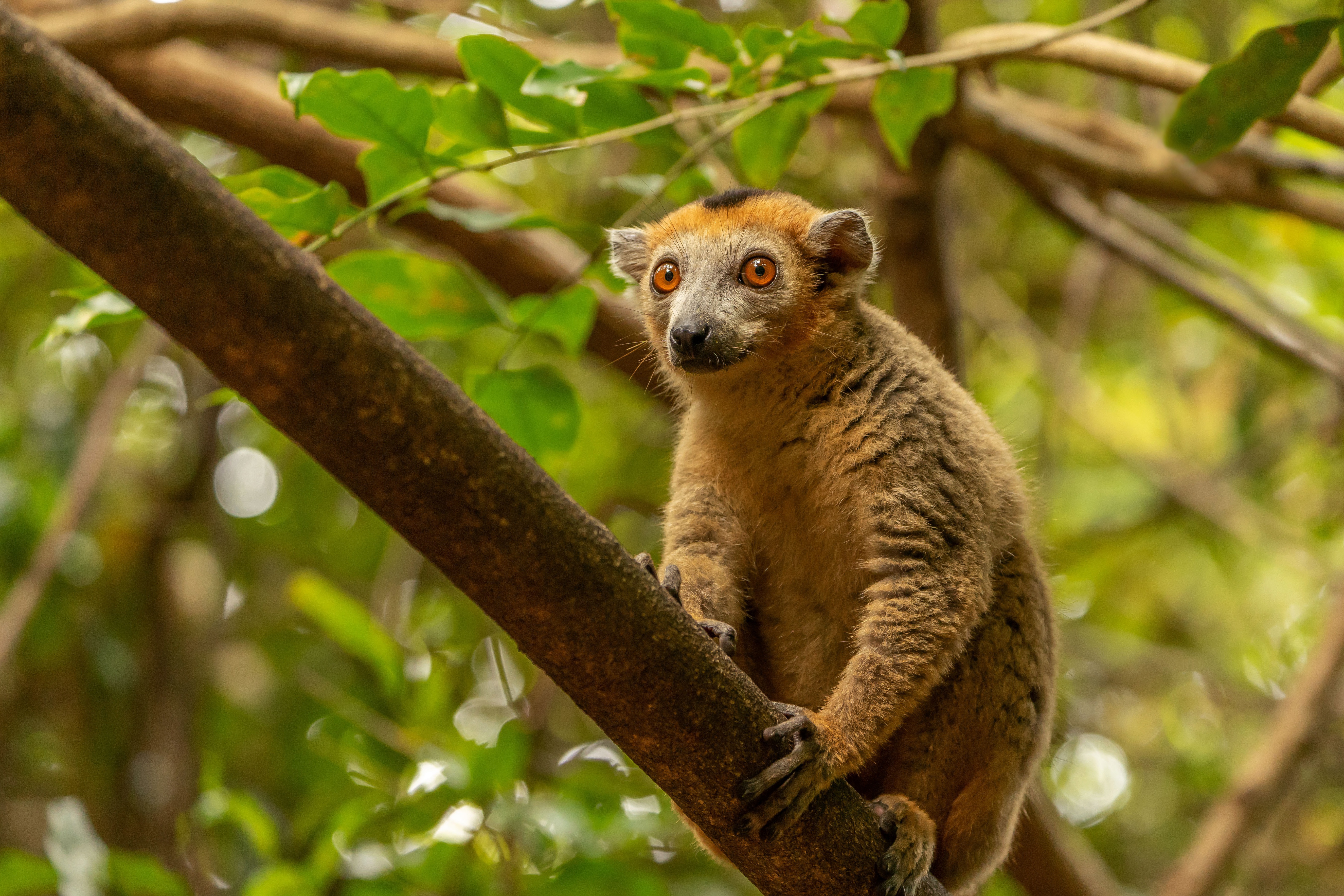 Free download wallpaper Monkeys, Animal, Lemur, Bokeh on your PC desktop