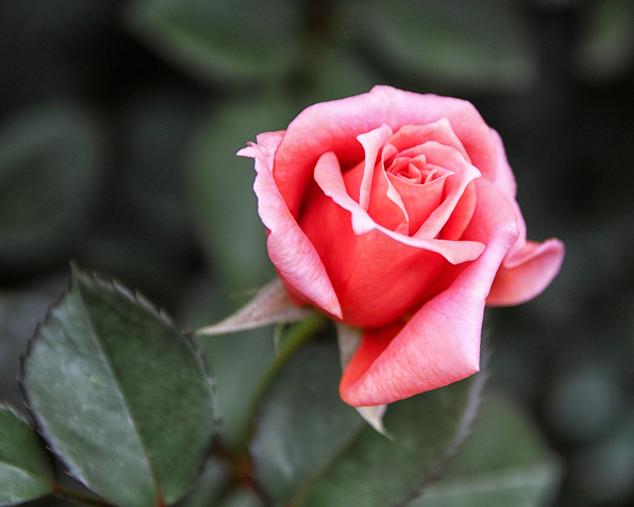 Laden Sie das Blumen, Blume, Rose, Nahansicht, Erde/natur, Pinke Blume-Bild kostenlos auf Ihren PC-Desktop herunter