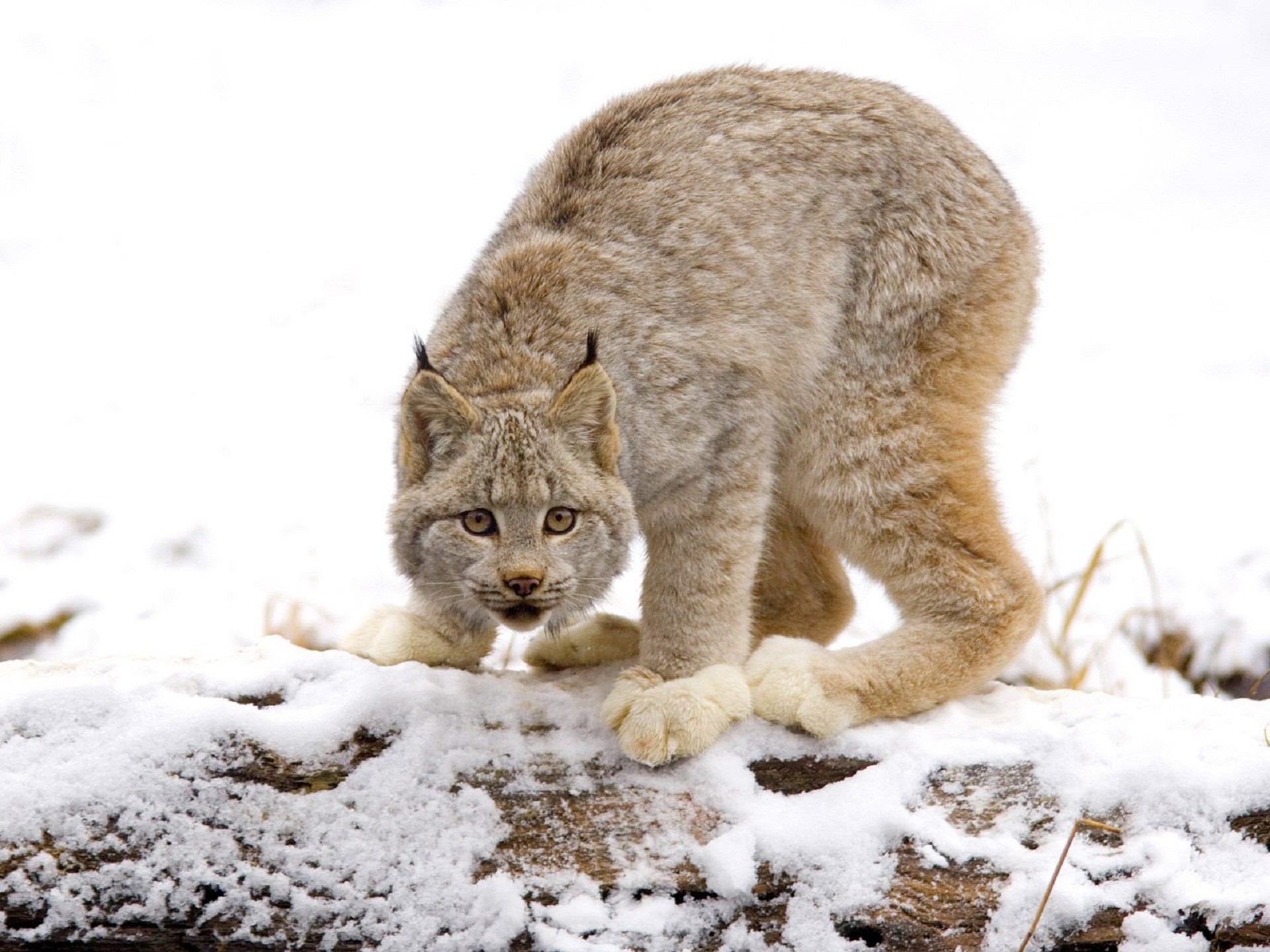 Laden Sie das Luchs, Katzen, Tiere-Bild kostenlos auf Ihren PC-Desktop herunter