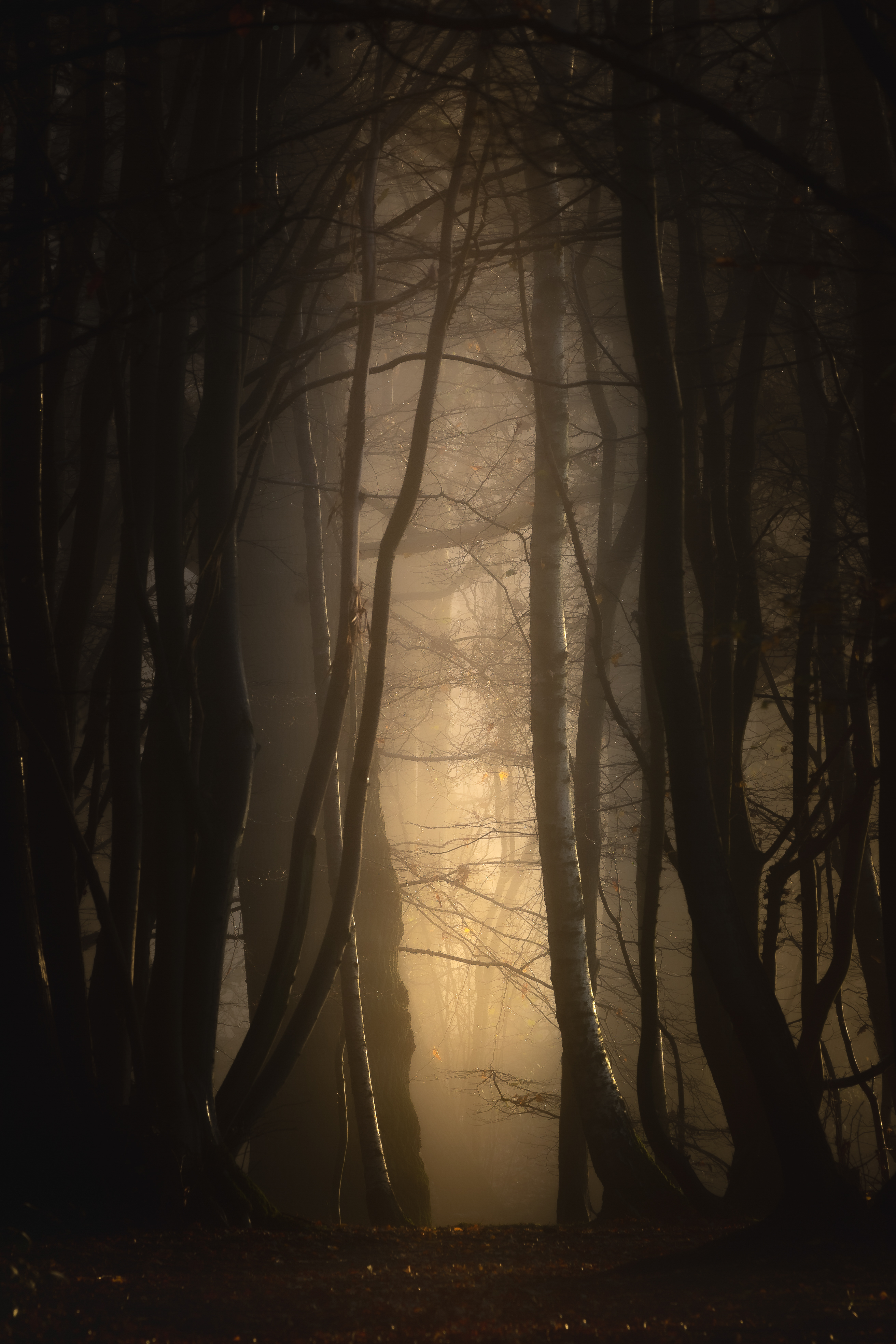 143523 завантажити картинку природа, дерева, сутінки, ліс, туман, морок, темрява - шпалери і заставки безкоштовно