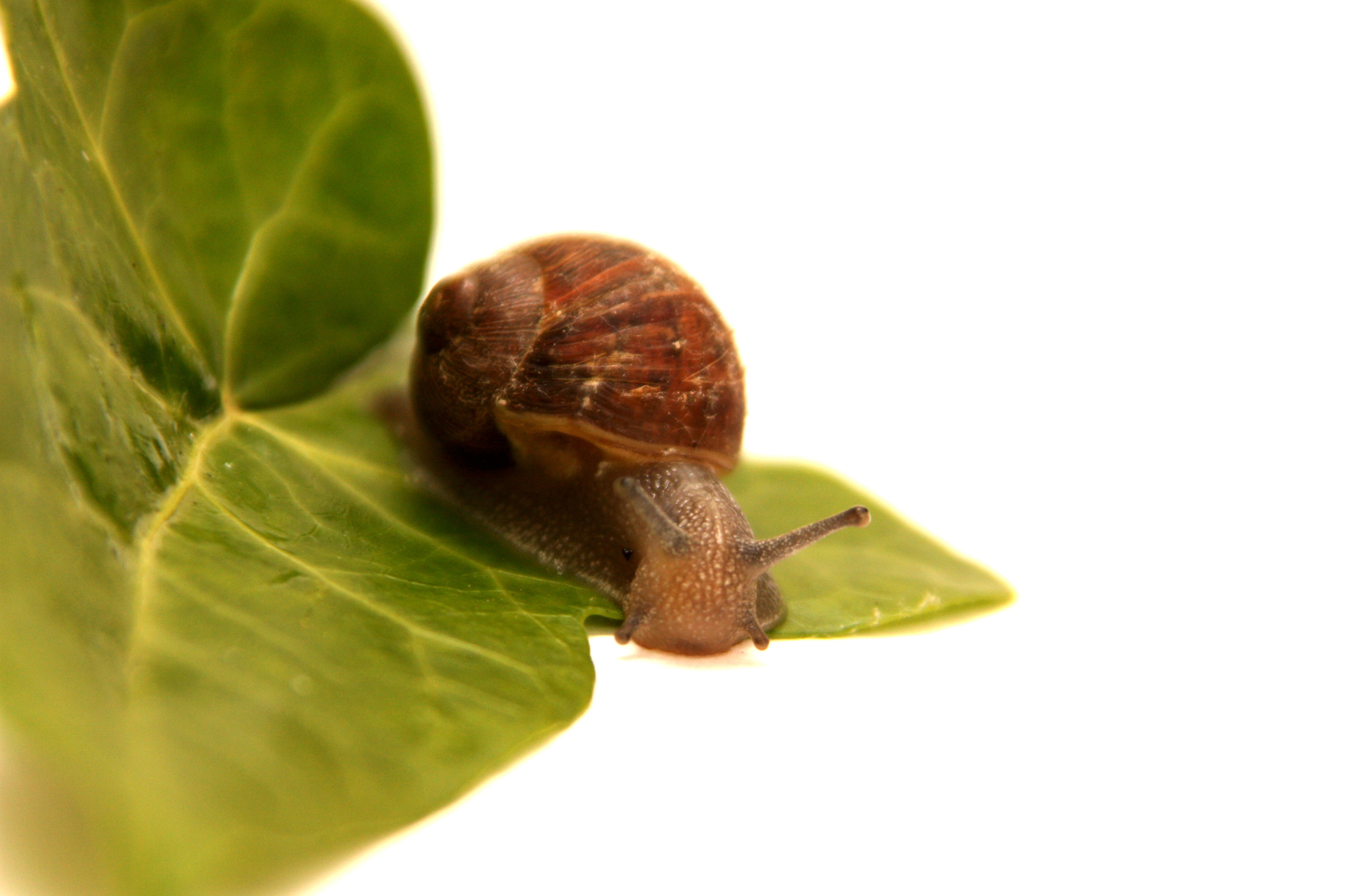 Free download wallpaper Close Up, Leaf, Animal, Snail on your PC desktop
