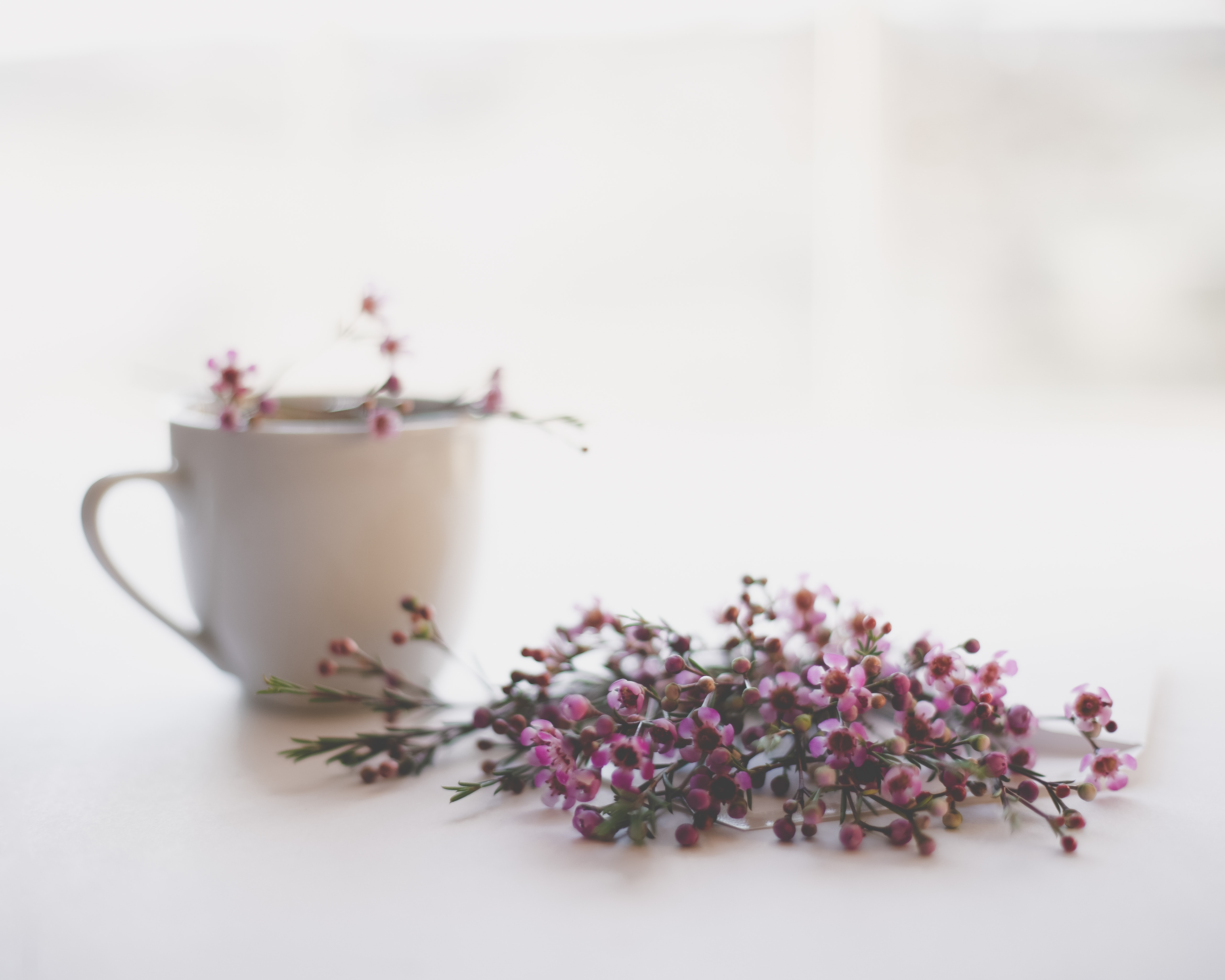 Free download wallpaper Coffee, Still Life, Flower, Photography on your PC desktop