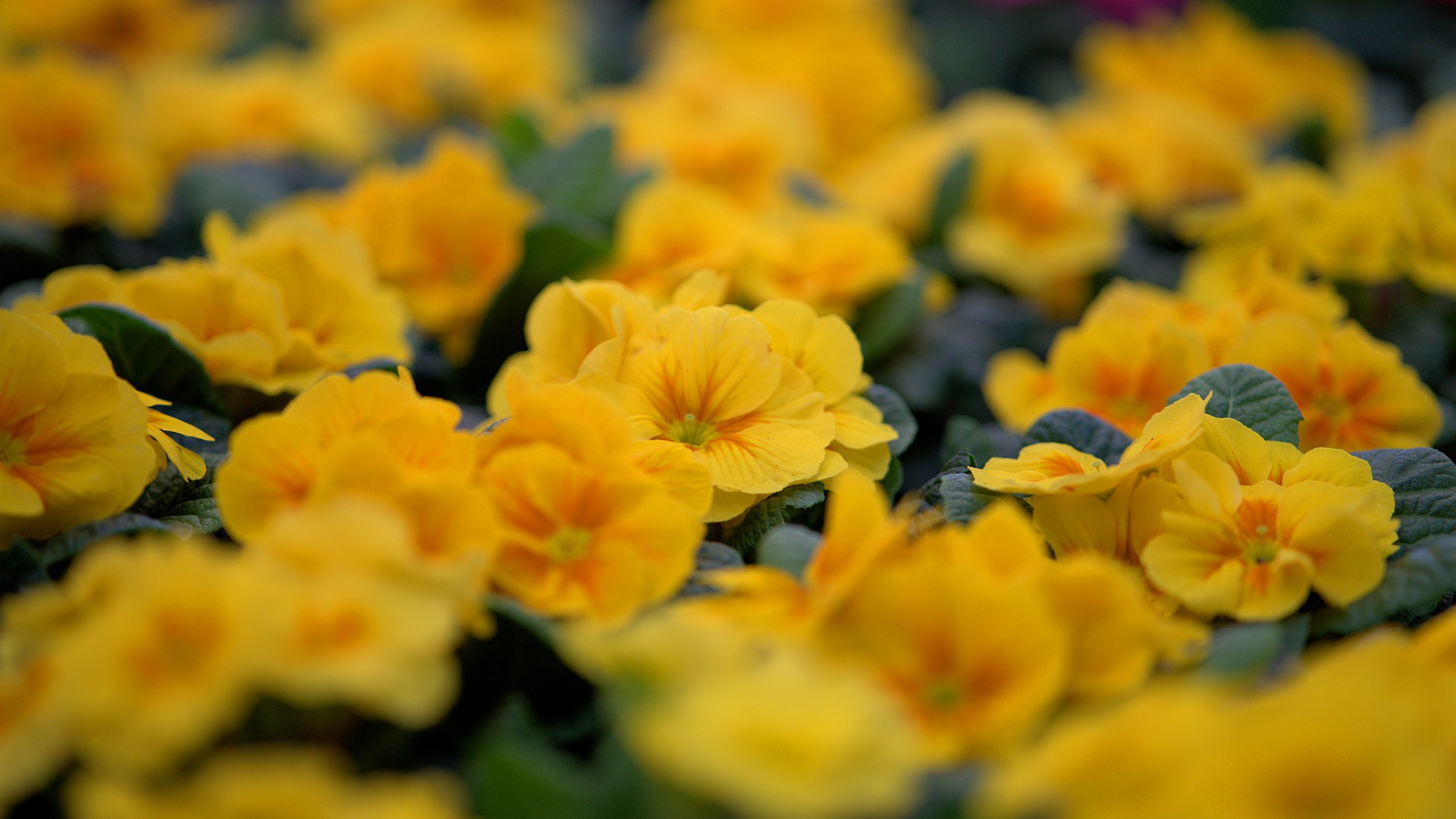 earth, primrose, flower, yellow flower
