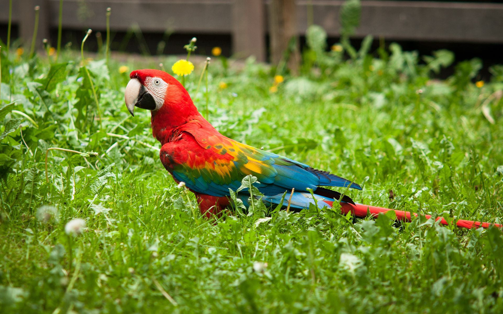 Download mobile wallpaper Animals, Grass, Bird, Bright, Parrots for free.
