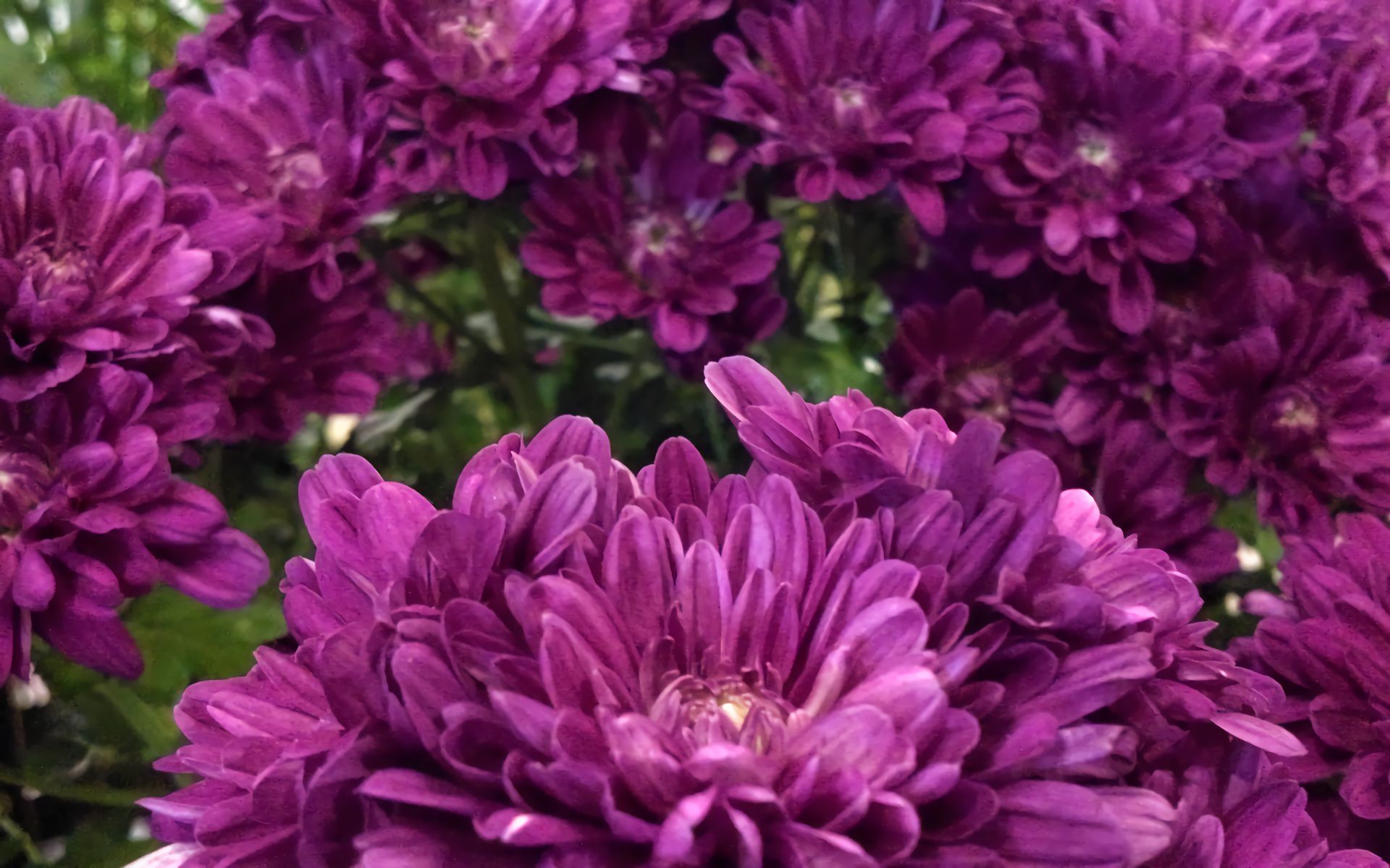 Téléchargez gratuitement l'image Fleurs, Chrysanthème, Fleur, Fleur Mauve, Terre/nature sur le bureau de votre PC