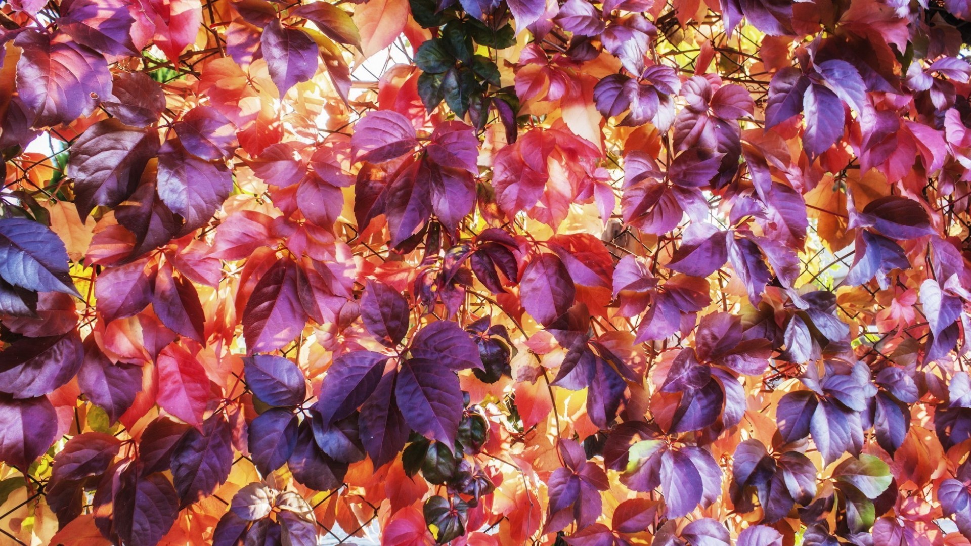 Handy-Wallpaper Herbst, Blatt, Erde/natur, Sonnenschein kostenlos herunterladen.