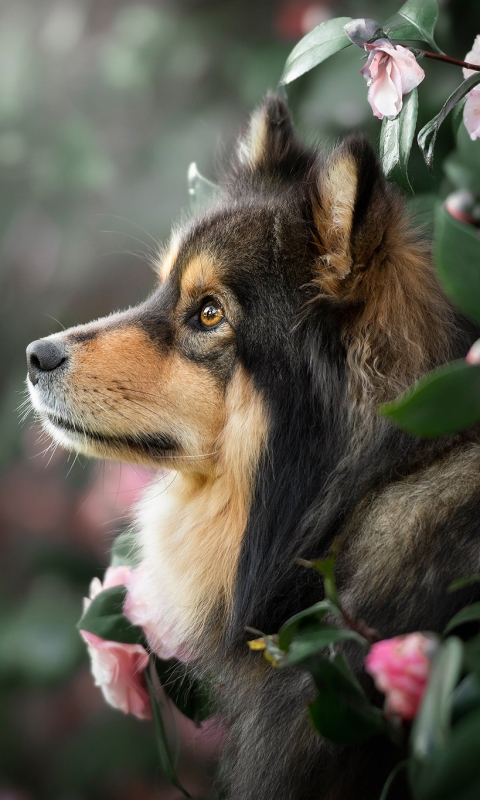 Téléchargez des papiers peints mobile Animaux, Chiens, Fleur, Chien gratuitement.