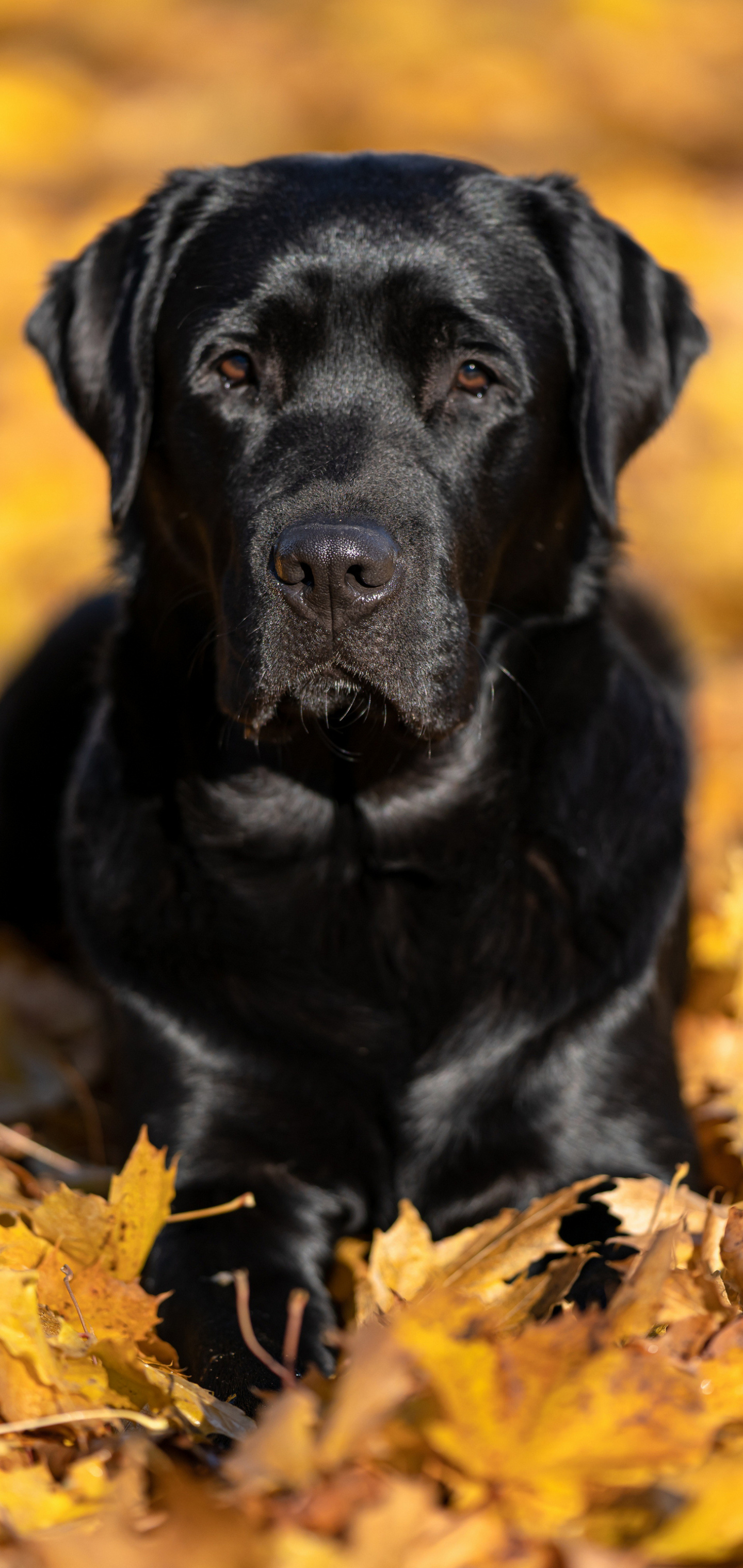 Descarga gratuita de fondo de pantalla para móvil de Animales, Perros, Labrador Retriever.