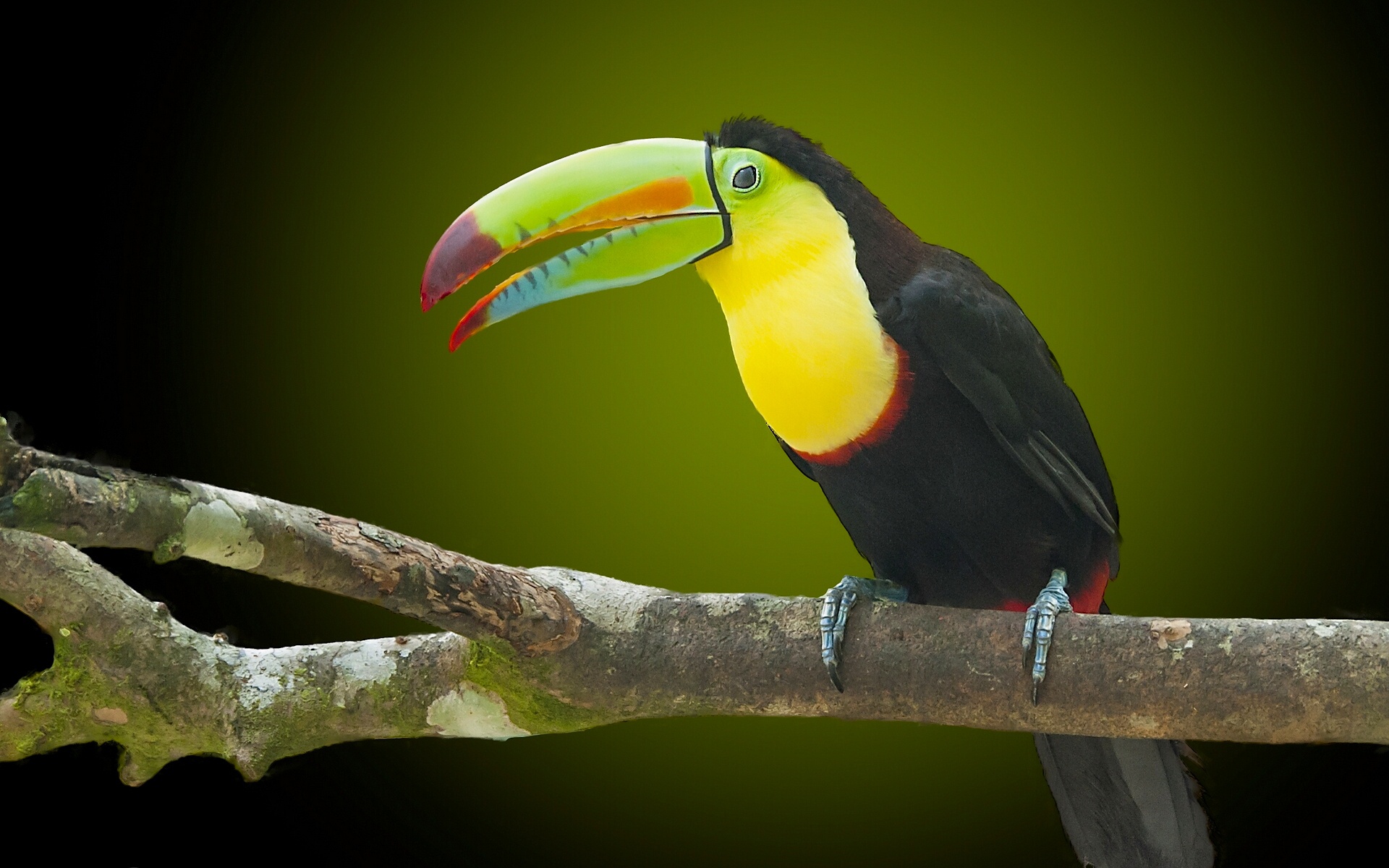 398053 télécharger le fond d'écran animaux, toucan, le bec, oiseau, des oiseaux - économiseurs d'écran et images gratuitement