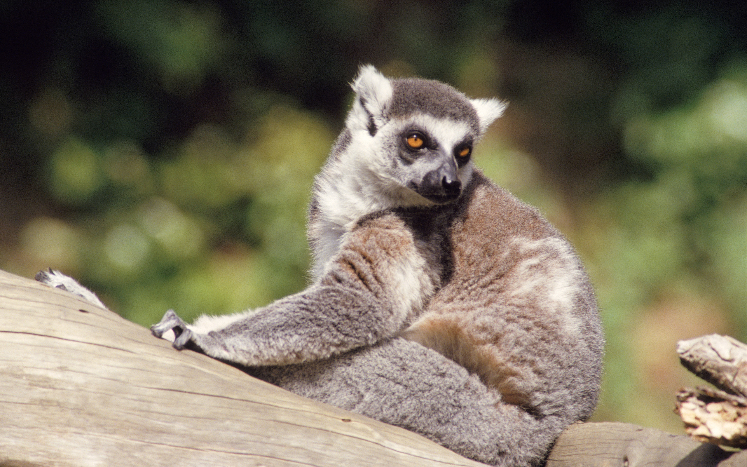 309122 Bild herunterladen tiere, lemur, affen - Hintergrundbilder und Bildschirmschoner kostenlos