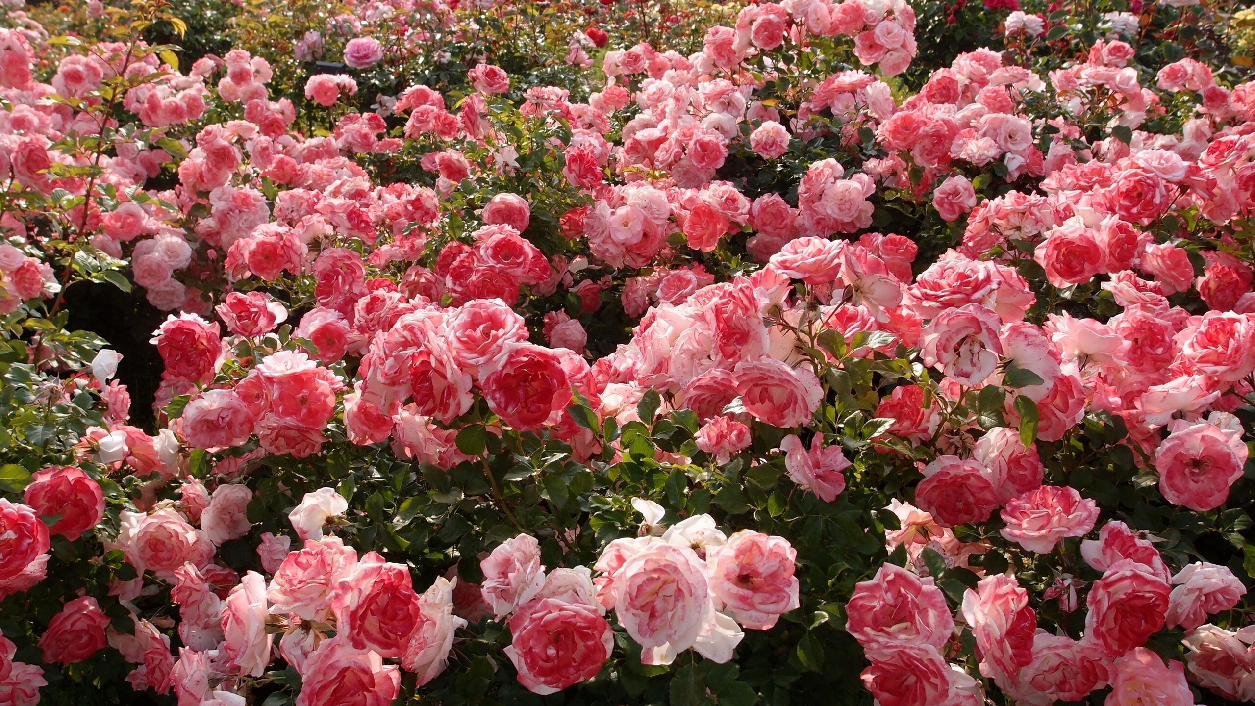 Baixar papel de parede para celular de Flores, Rosa, Flor, Flor Rosa, Arbusto, Terra/natureza, Arbusto De Rosas gratuito.