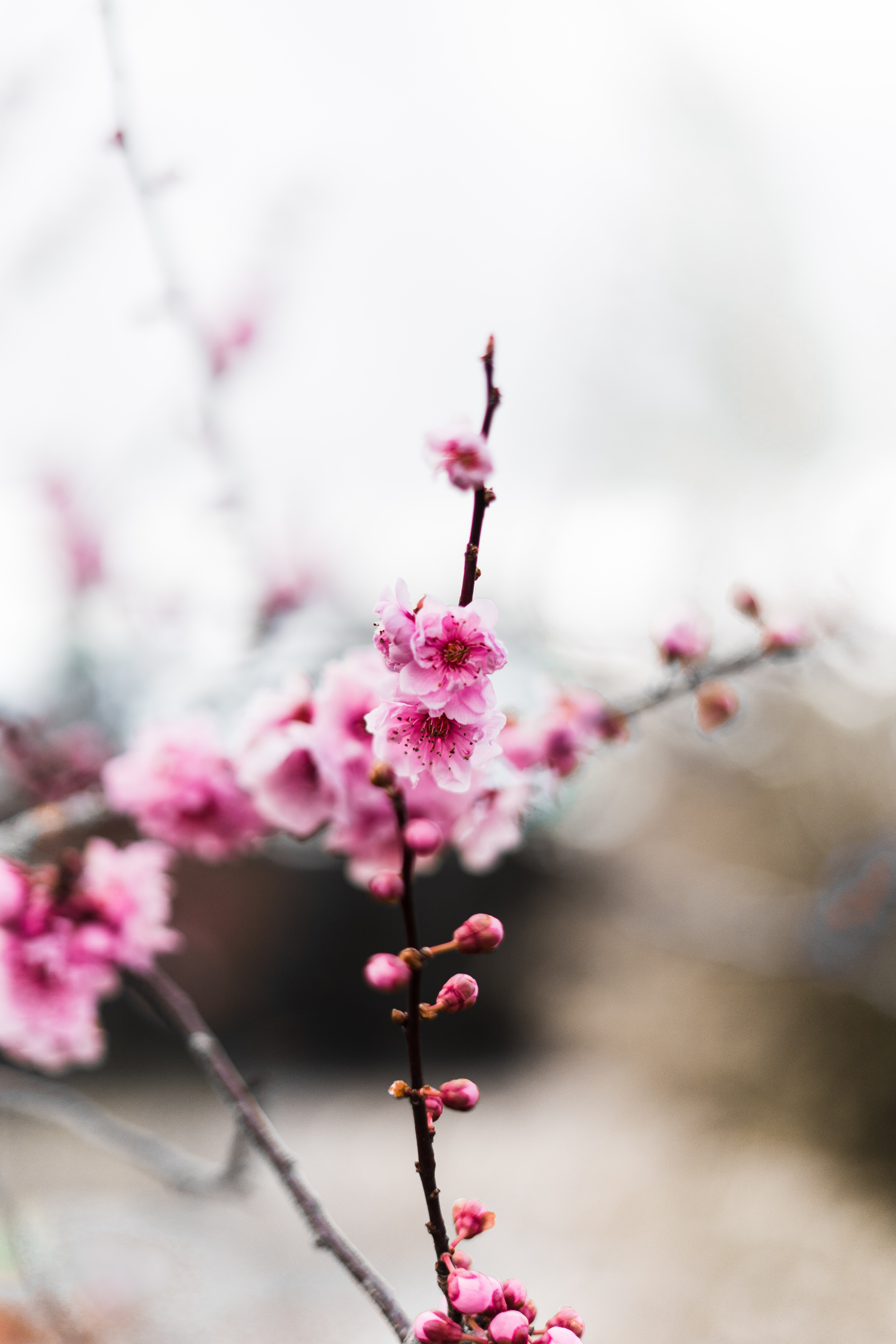Download mobile wallpaper Branch, Buds, Flowers, Pink for free.