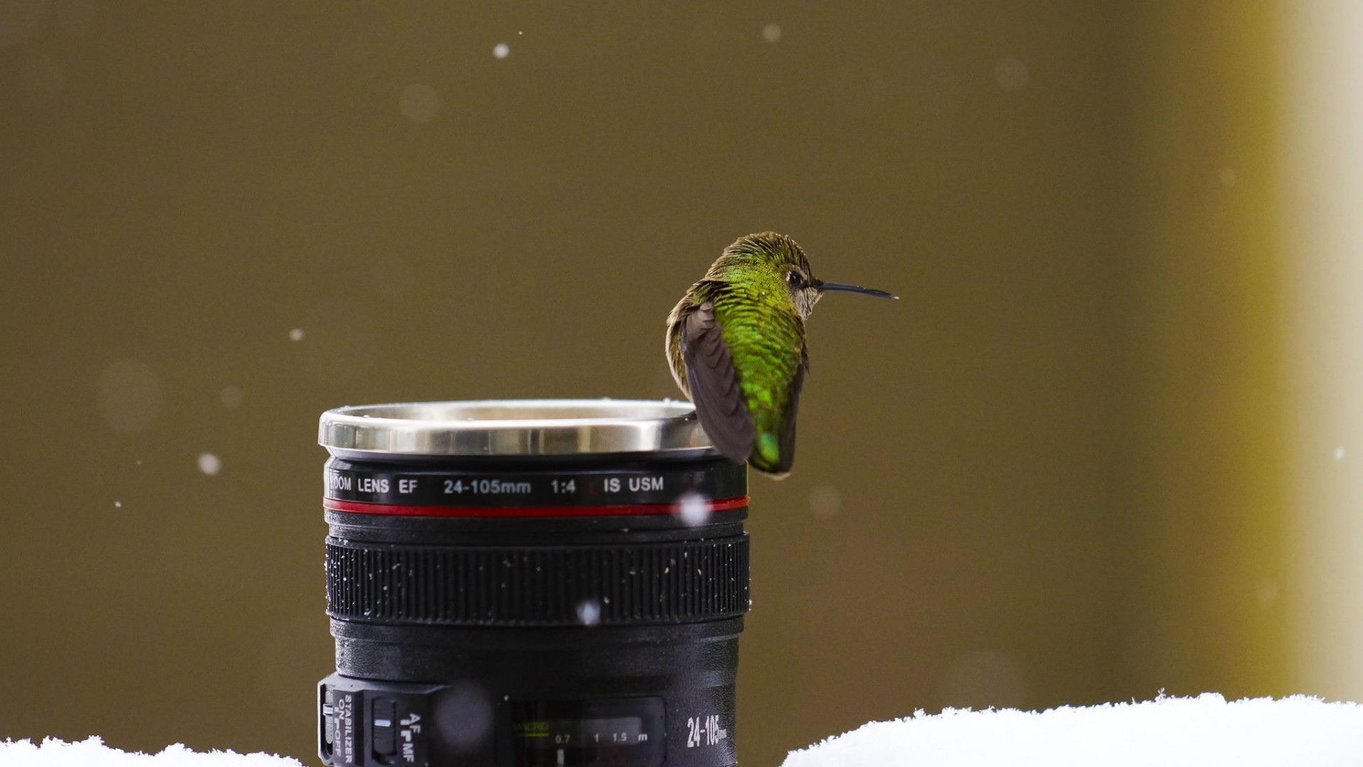 Laden Sie das Kolibri, Vögel, Tiere-Bild kostenlos auf Ihren PC-Desktop herunter