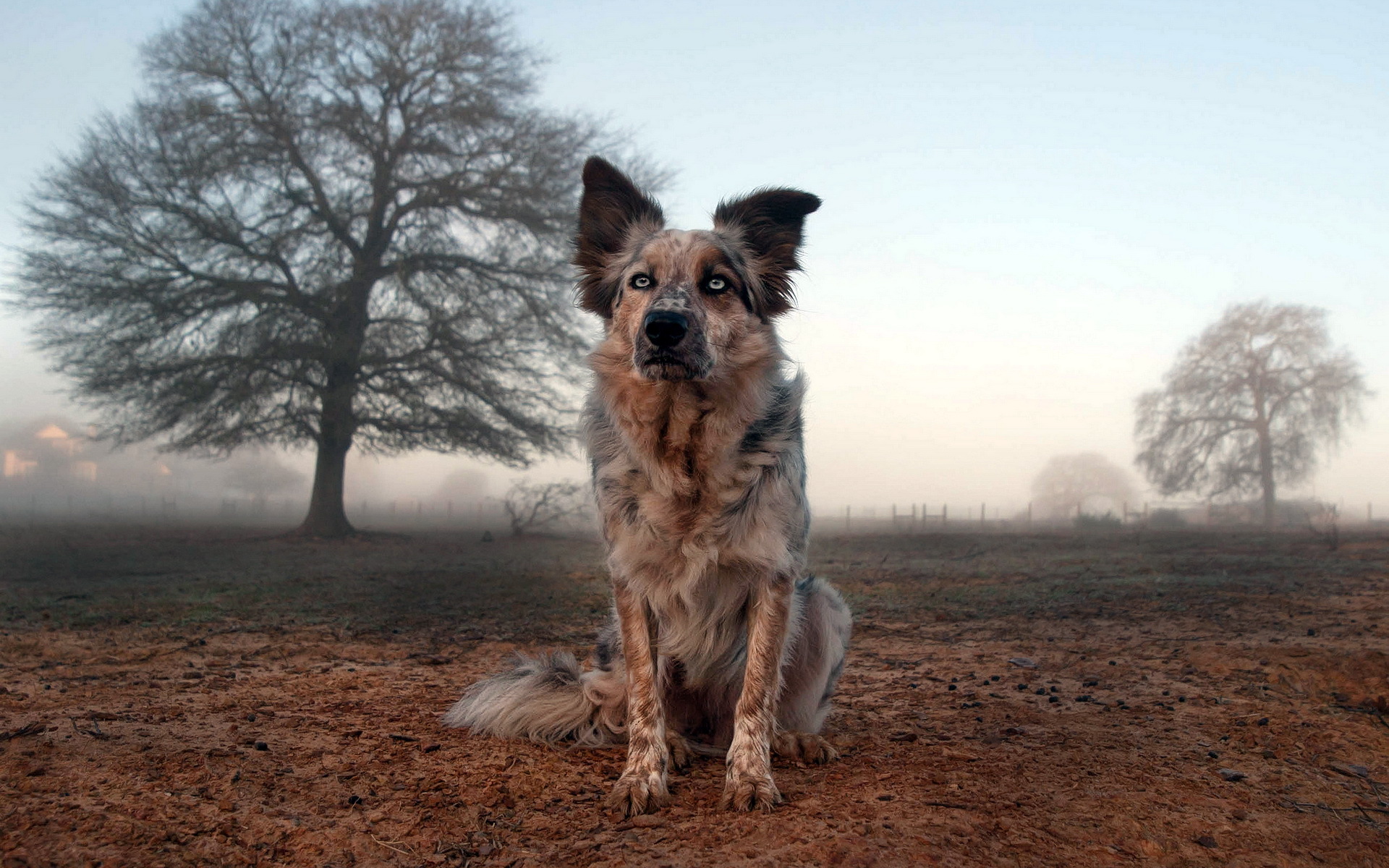 Descarga gratis la imagen Perros, Perro, Animales en el escritorio de tu PC