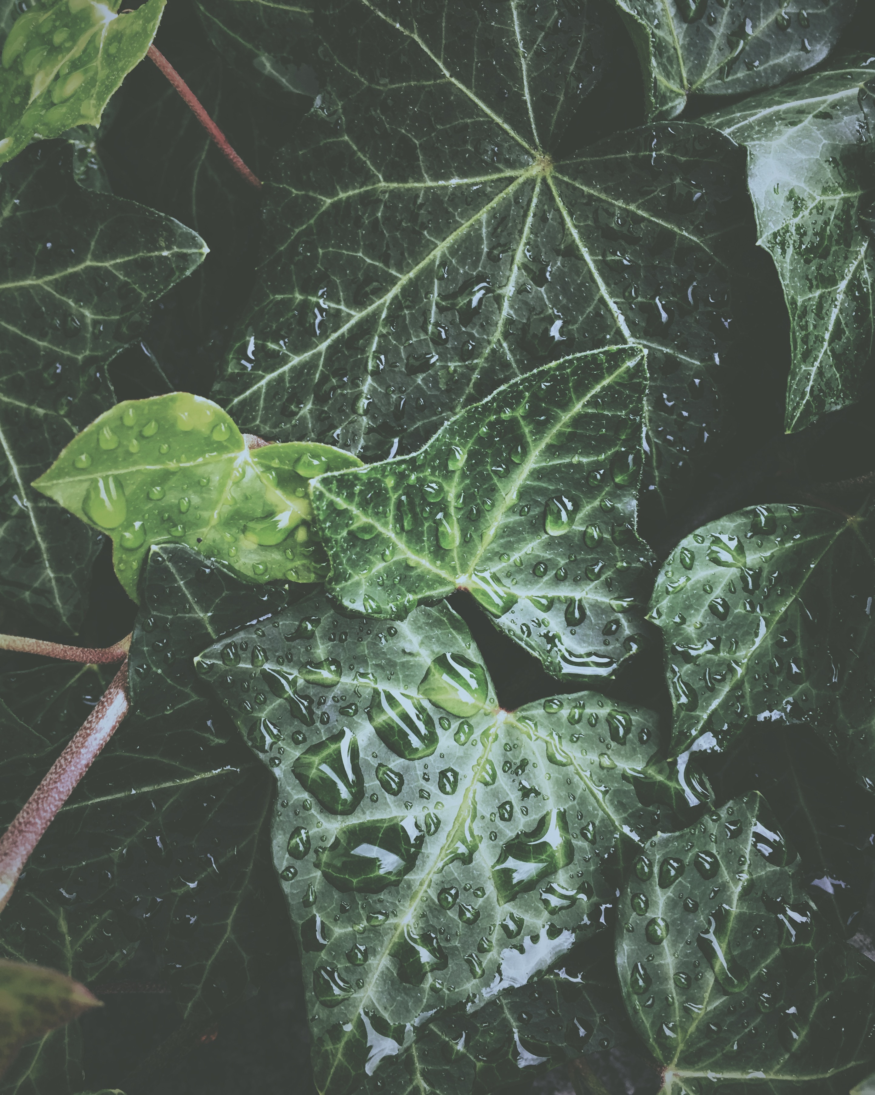 glossy, exotic, water, leaves, drops, plant, macro, surface, dew